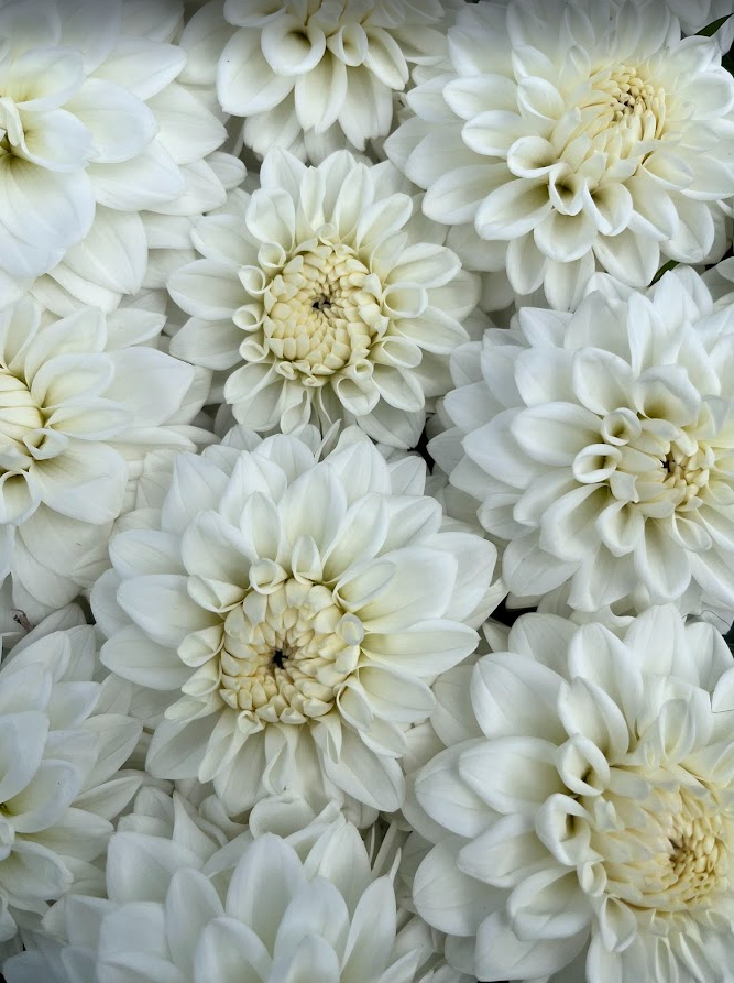 Blizzard Dahlia Tuber