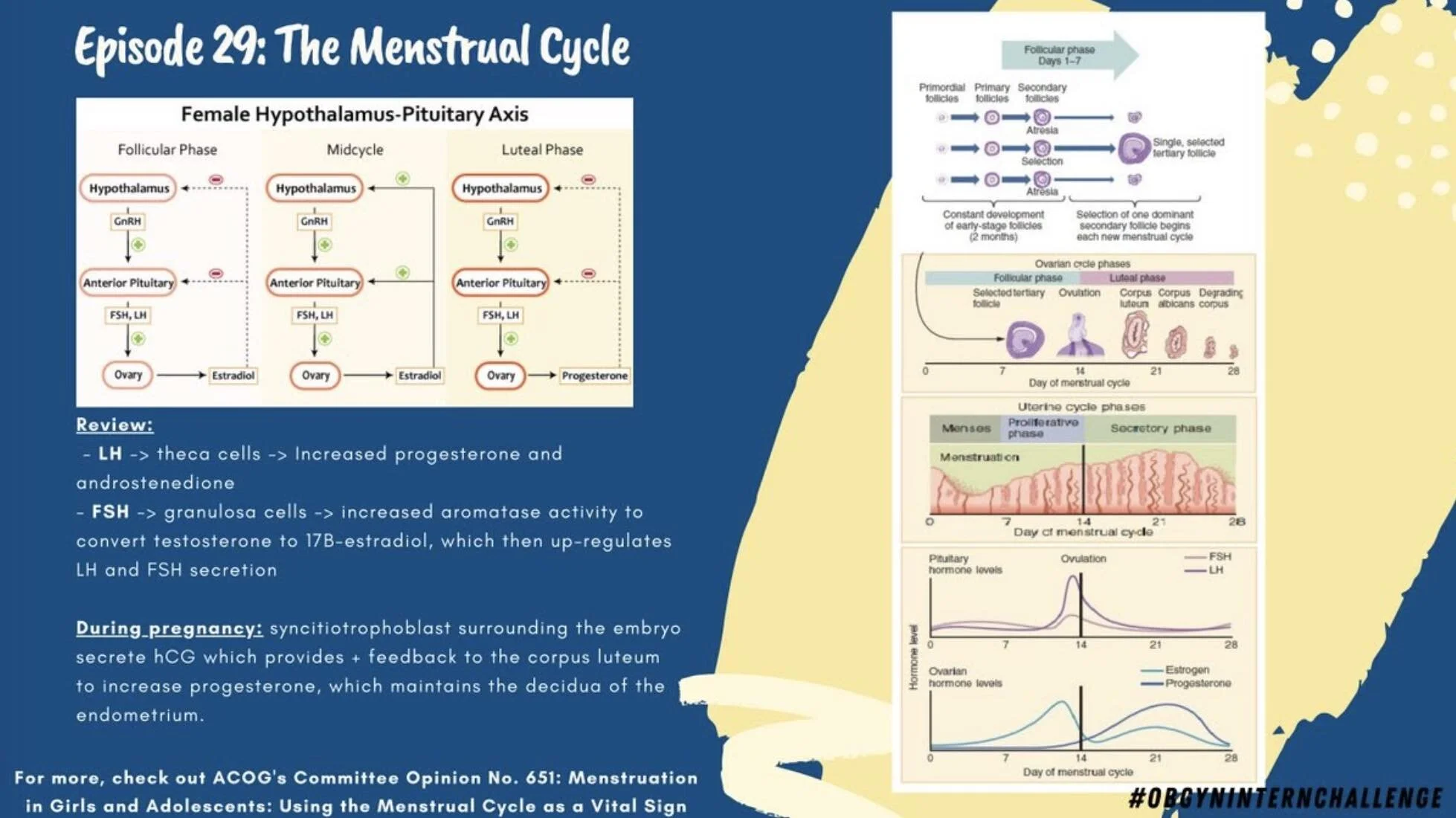 The menstrual cycle