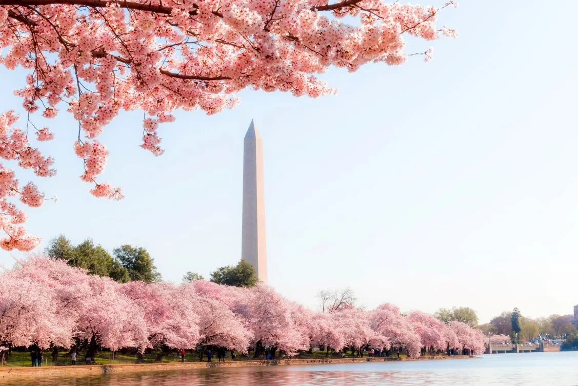 cherry-blossoms-in-dc-1127x752.jpg