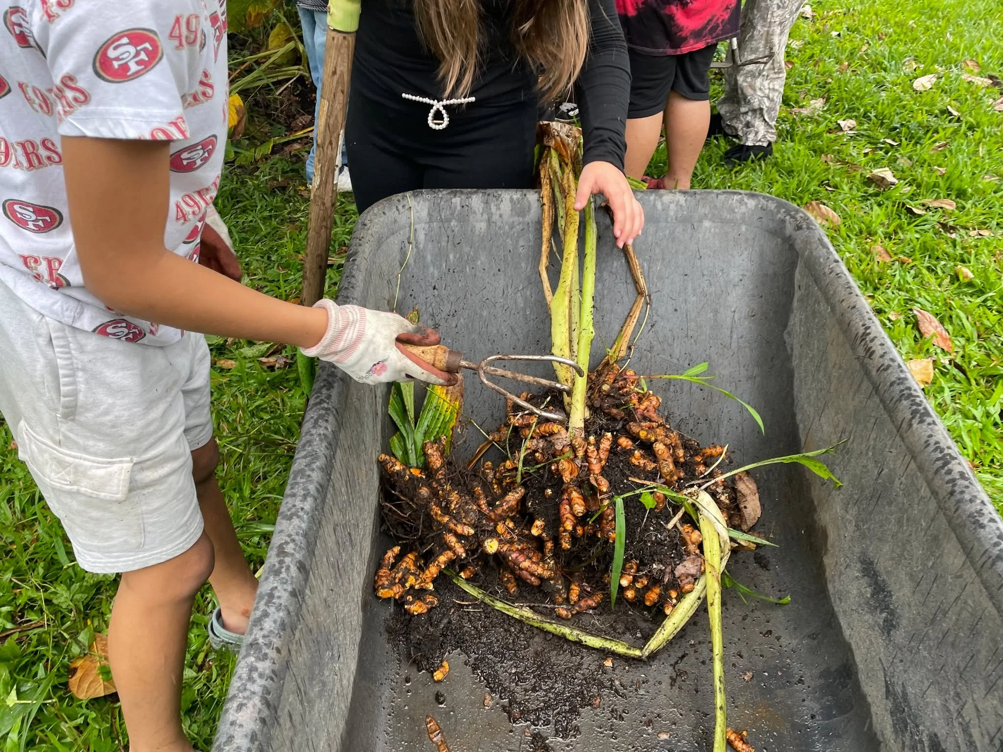 The Arts &amp; Sciences Center is proud to support the beautiful work happening in the campus garden. Facilitator Dani Preston captured these photos of the keiki harvesting turmeric in Garden Club this past week. 

In honor of this holiday, let us we