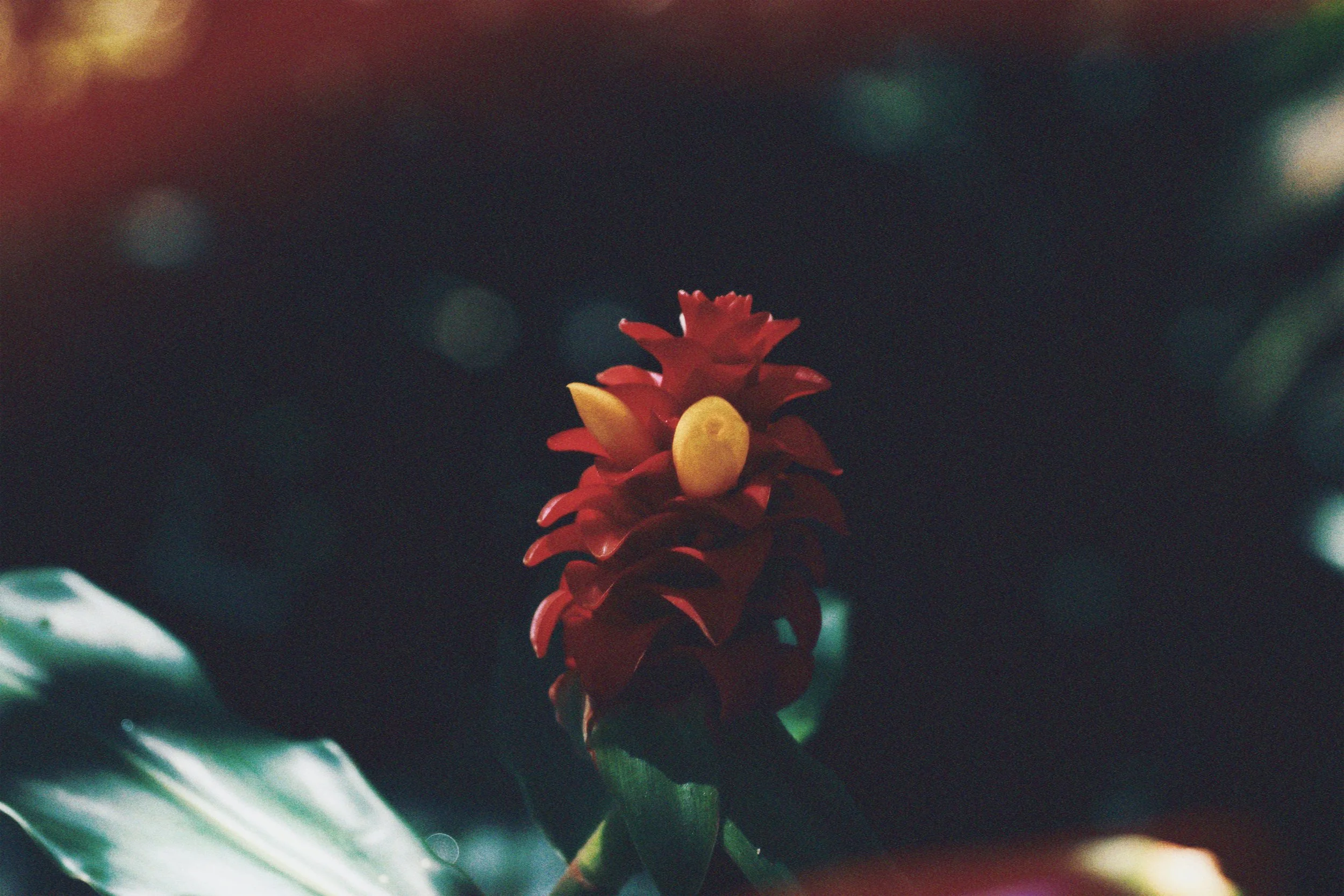 AfterlightImage (42).JPEG