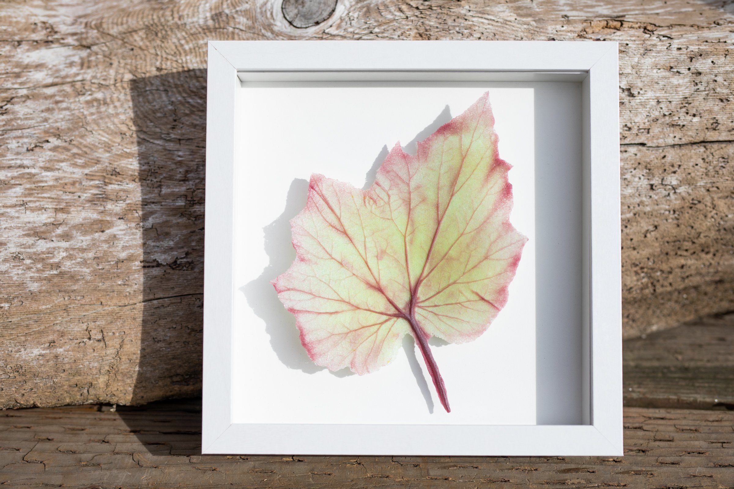 jen-fuller-studios-glass-begonia-leaf-art-patte-de-verre.jpg
