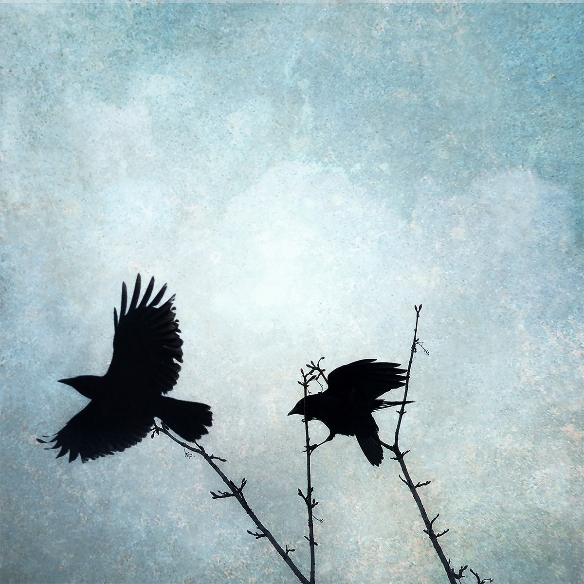 Two Crows.jpg