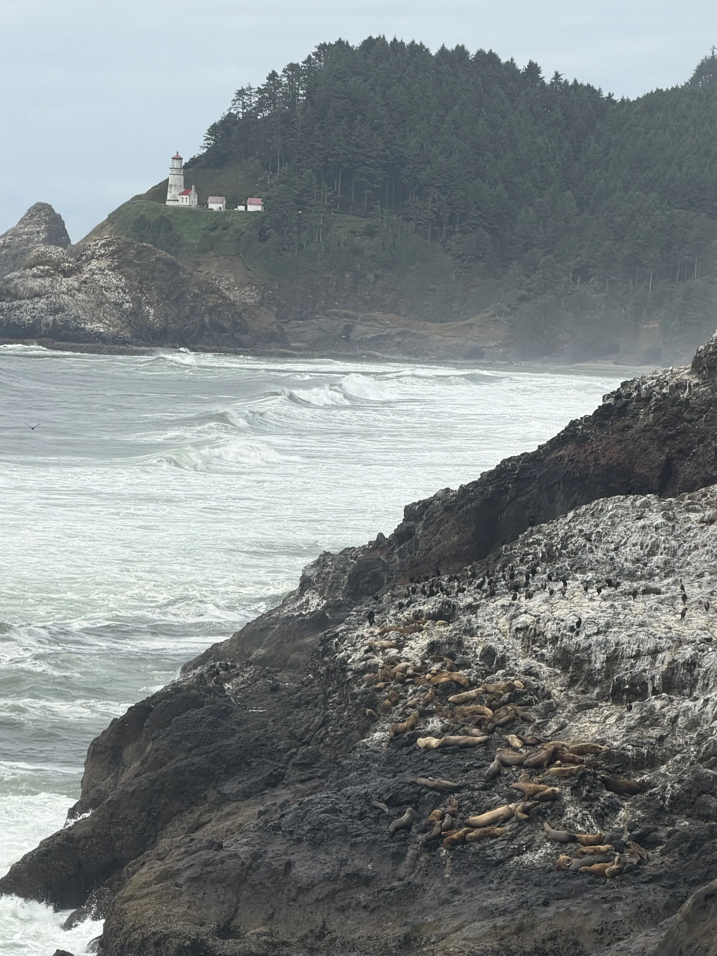 Sea Lion Caves Heceta Head Lighthouse