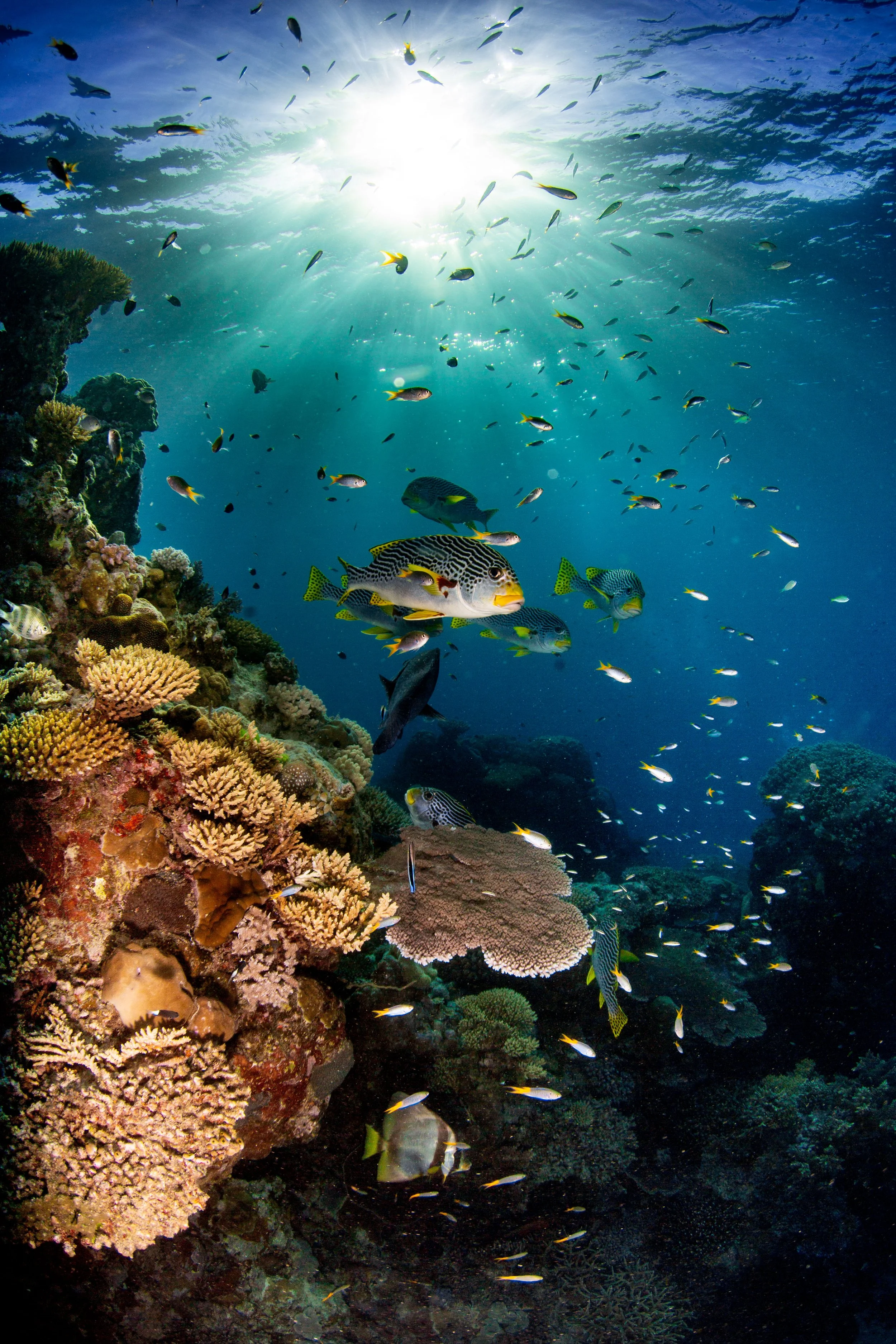 World Ocean Day 2026 Photography competition