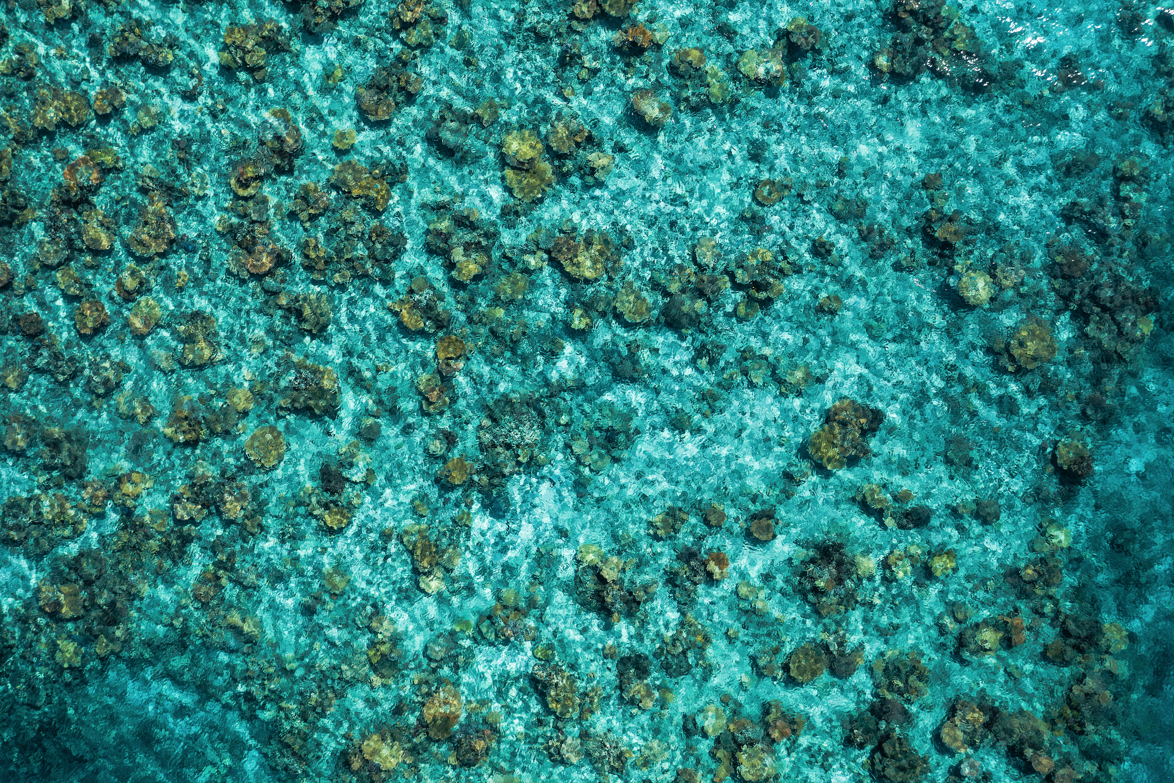 Reefblitz - Join Reef Ecologic at Magnetic Island