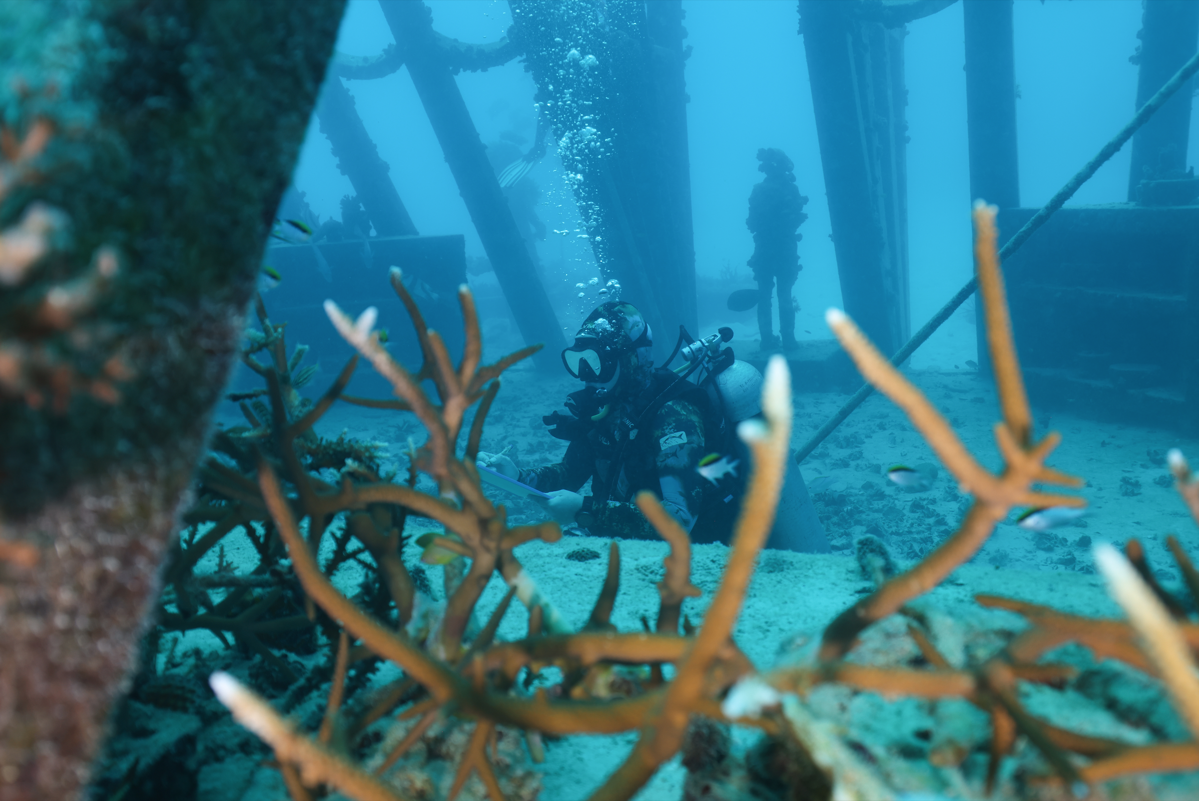 Discover Dive Draw for Nafa 2026