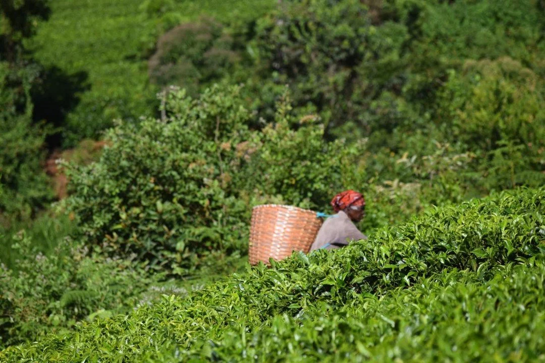 Today, we raise a cup and celebrate the resilient tea-growing farmers! While many enjoy tea as part of their daily routine, few see the hard work behind every harvest. Tea farming is tough. Farmers constantly face unpredictable weather, fluctuating m