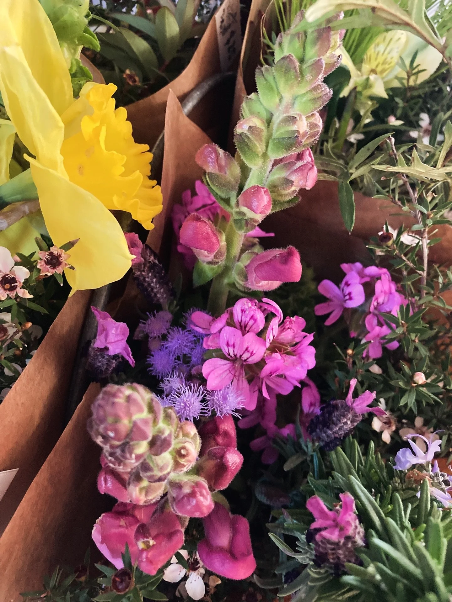 First of the snapdragons for the season and lots of other lovely spring blooms and dahlia tubers at @charliesgelato 💞