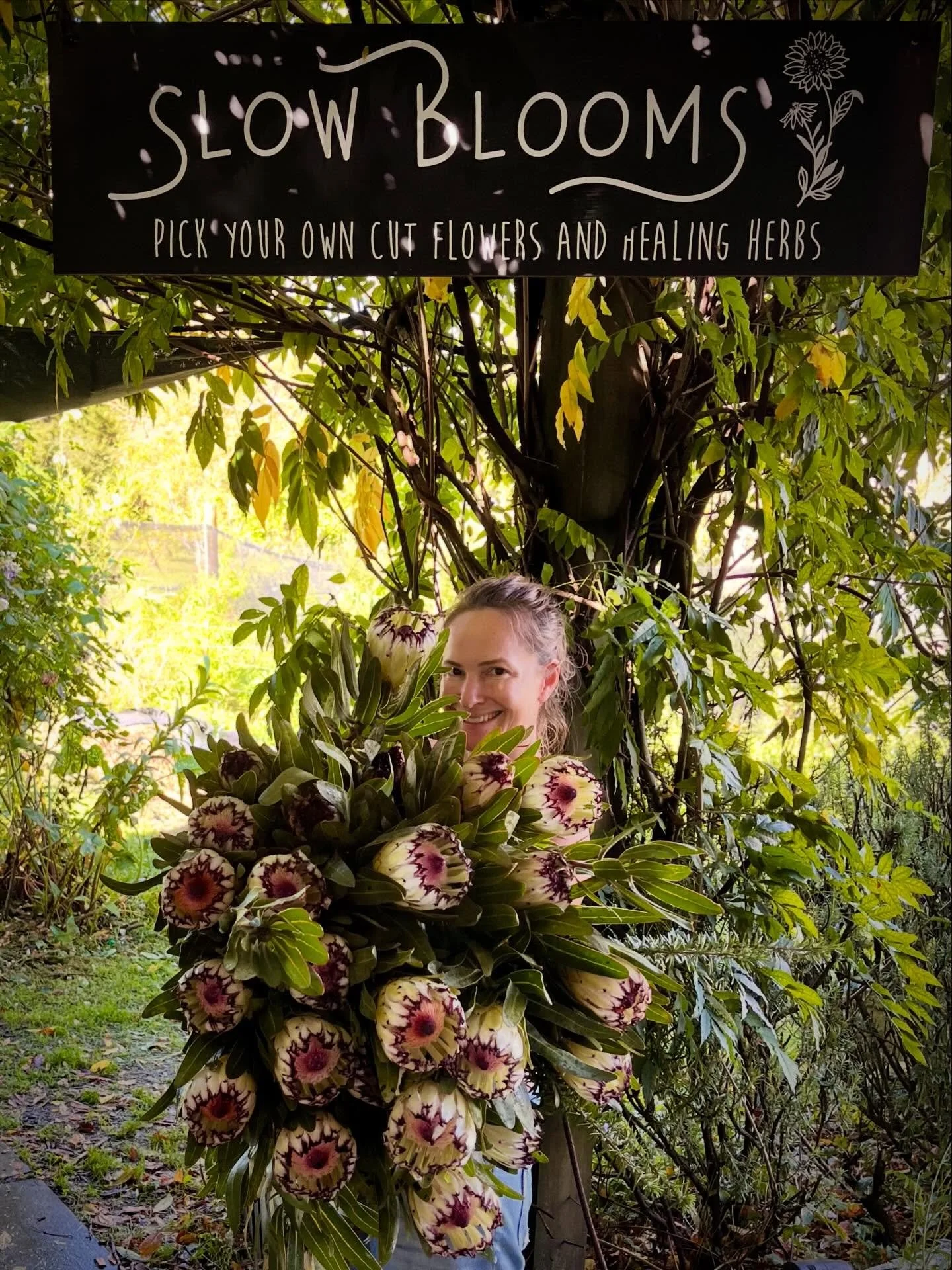 A decent Protea Limelight harvest for Matakana Village Farmers Market and for our bouquets inside @charliesgelato 💐 

Grown by me with plants from our excellent local protea experts at the Protea Patch 🌟 

#protealimelight #grownnotflown #slowflowe