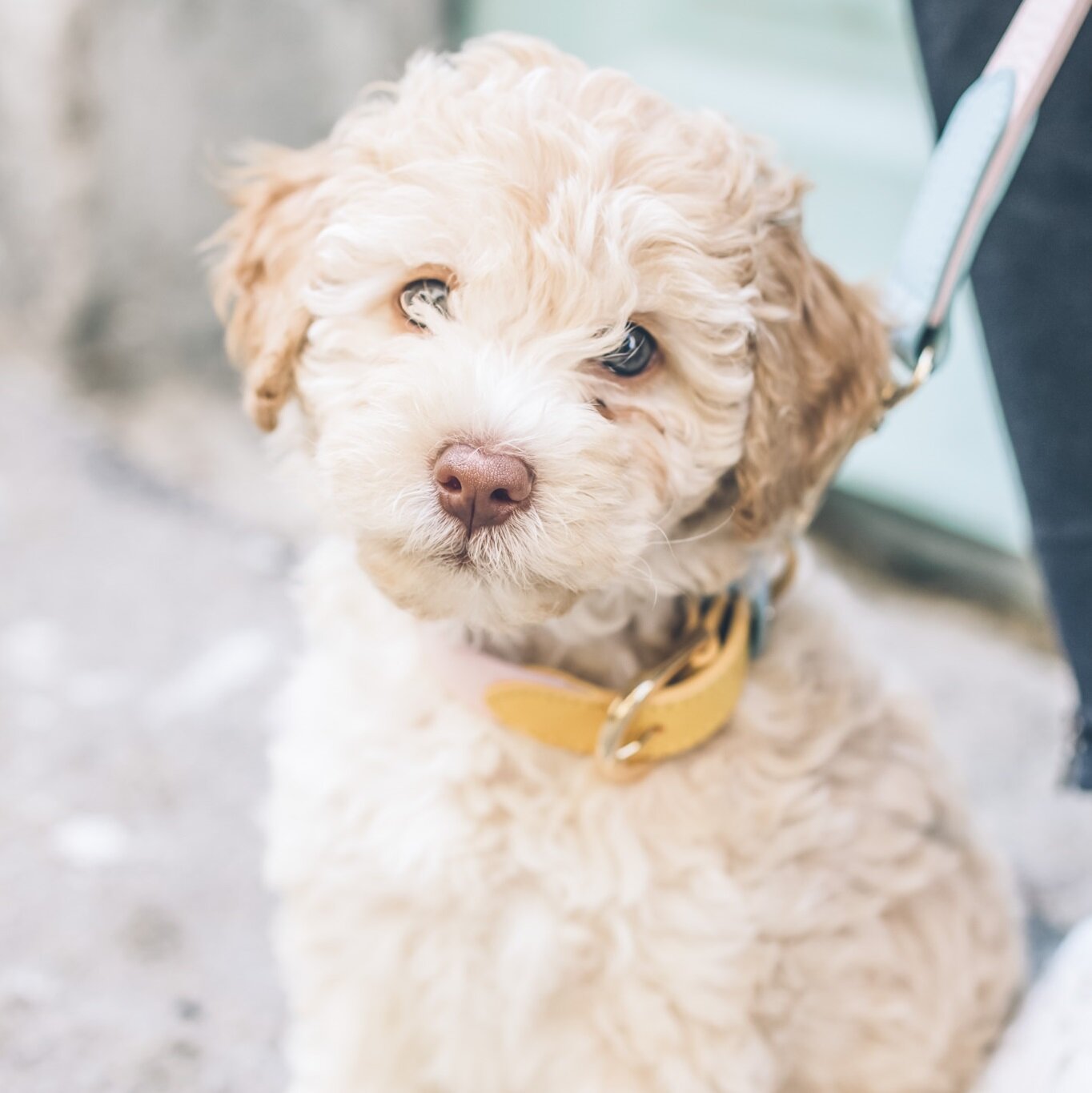 Cockapoo on lead crop.jpg