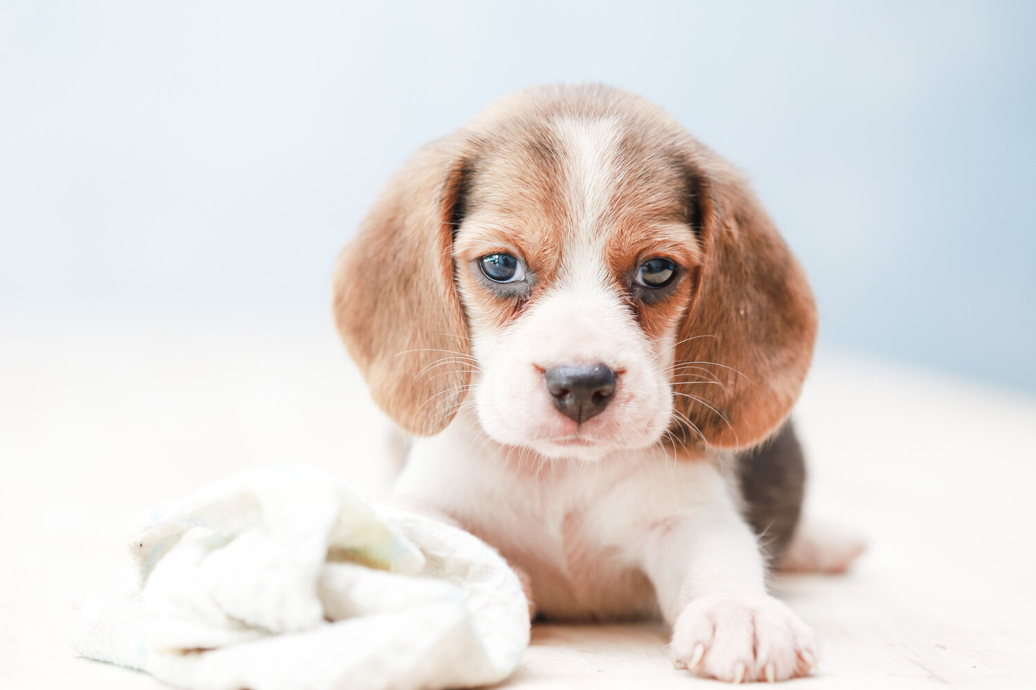 beagle with blanket.jpg