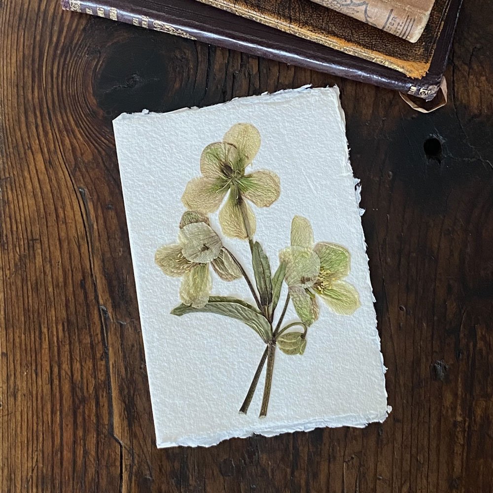 greetingCard-hellebore.jpg