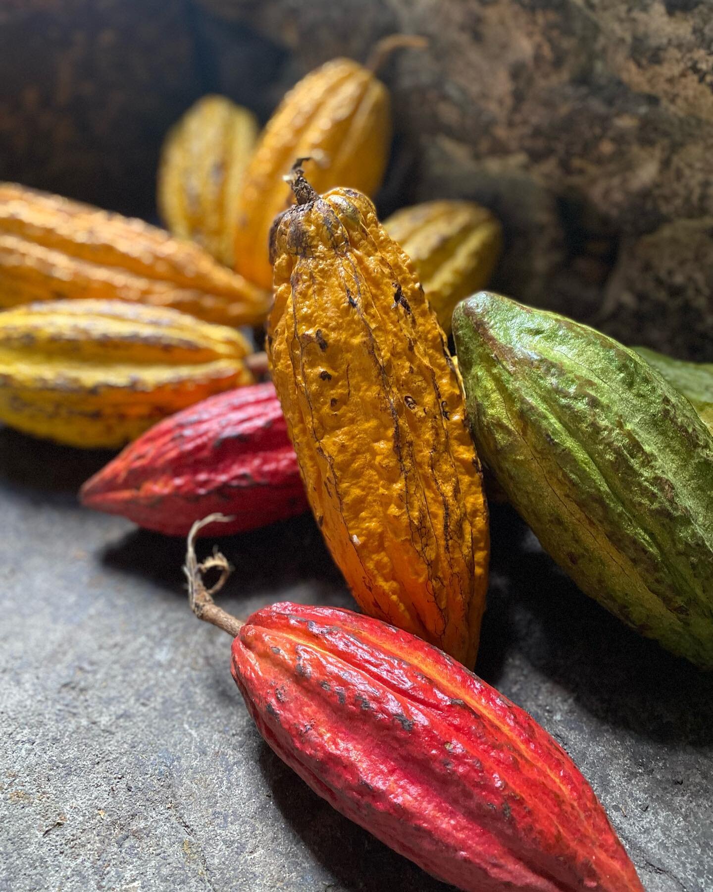 A few photos from a recent trip, some useful information about many a favourite ingredient, and a simple face mask recipe for soft and soothed skin (in the comments).

~

CACAO 
Theobroma cacao 

✨ Uses

- Antioxidant benefits, especially in relation