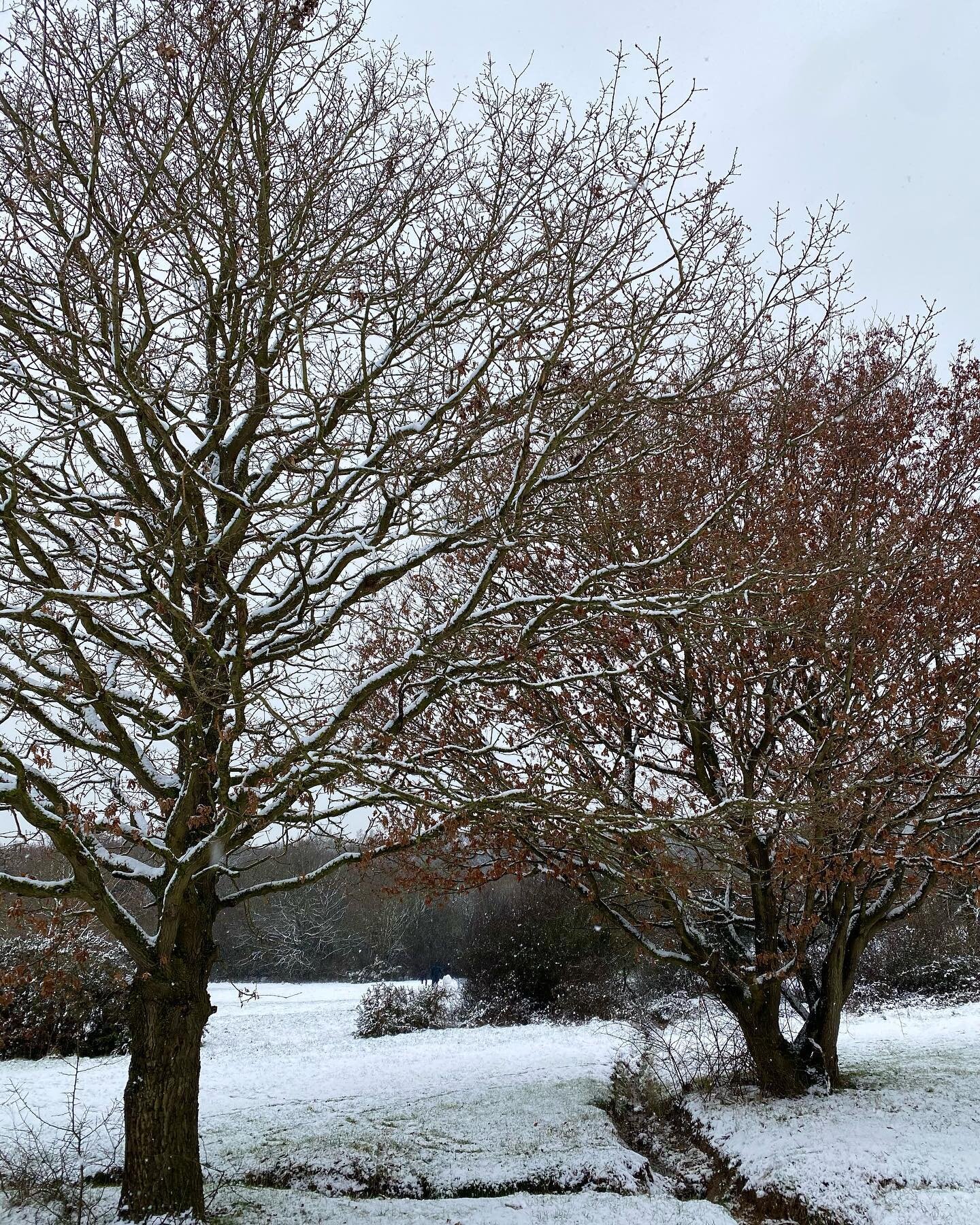 Brightest wishes to all and a heartfelt thank you to everyone who has supported us this year!

~
#naturelings #wintertrees #uknature #uklandscape #veganproductsuk #handmadevegan #veganskincareuk #veganhaircareuk #handmadeskincare #handmadehaircare #e