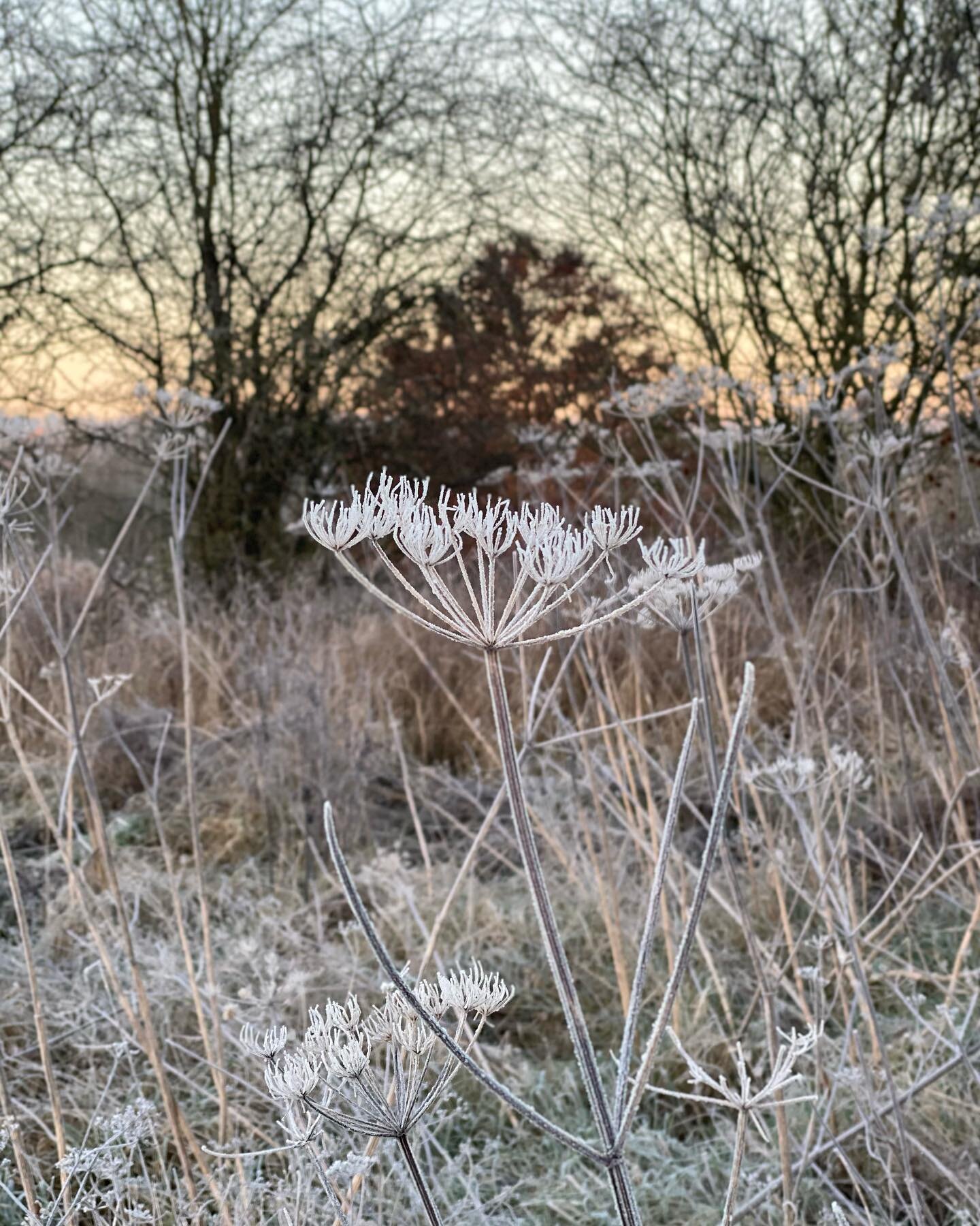 Winter Solstice, the shortest day this year, the first day of astronomical winter.

So much gratitude for your continued support! Warmest wishes for a kind and fruitful year ahead to all !✨

~

#naturelings #wintersolstice #winternature #uknature #na