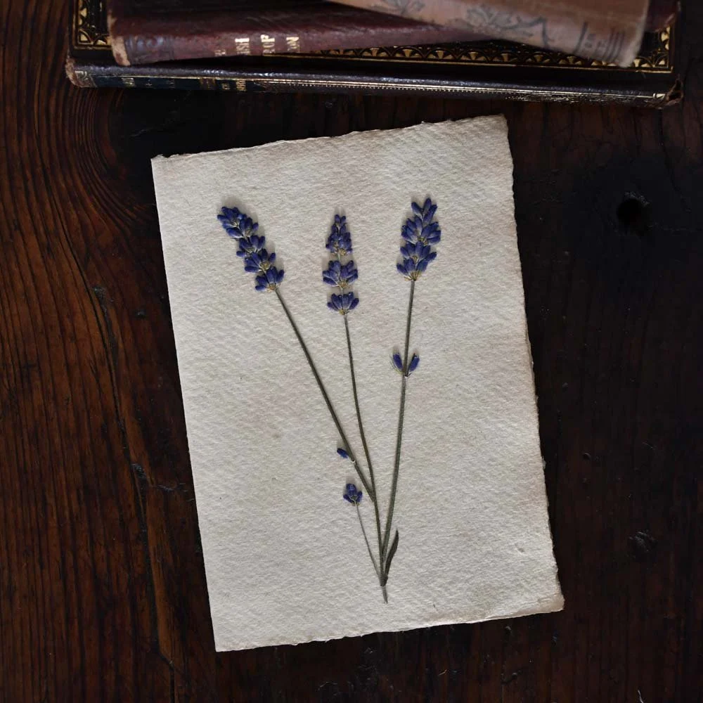 lavender-card-pressed-1.jpg