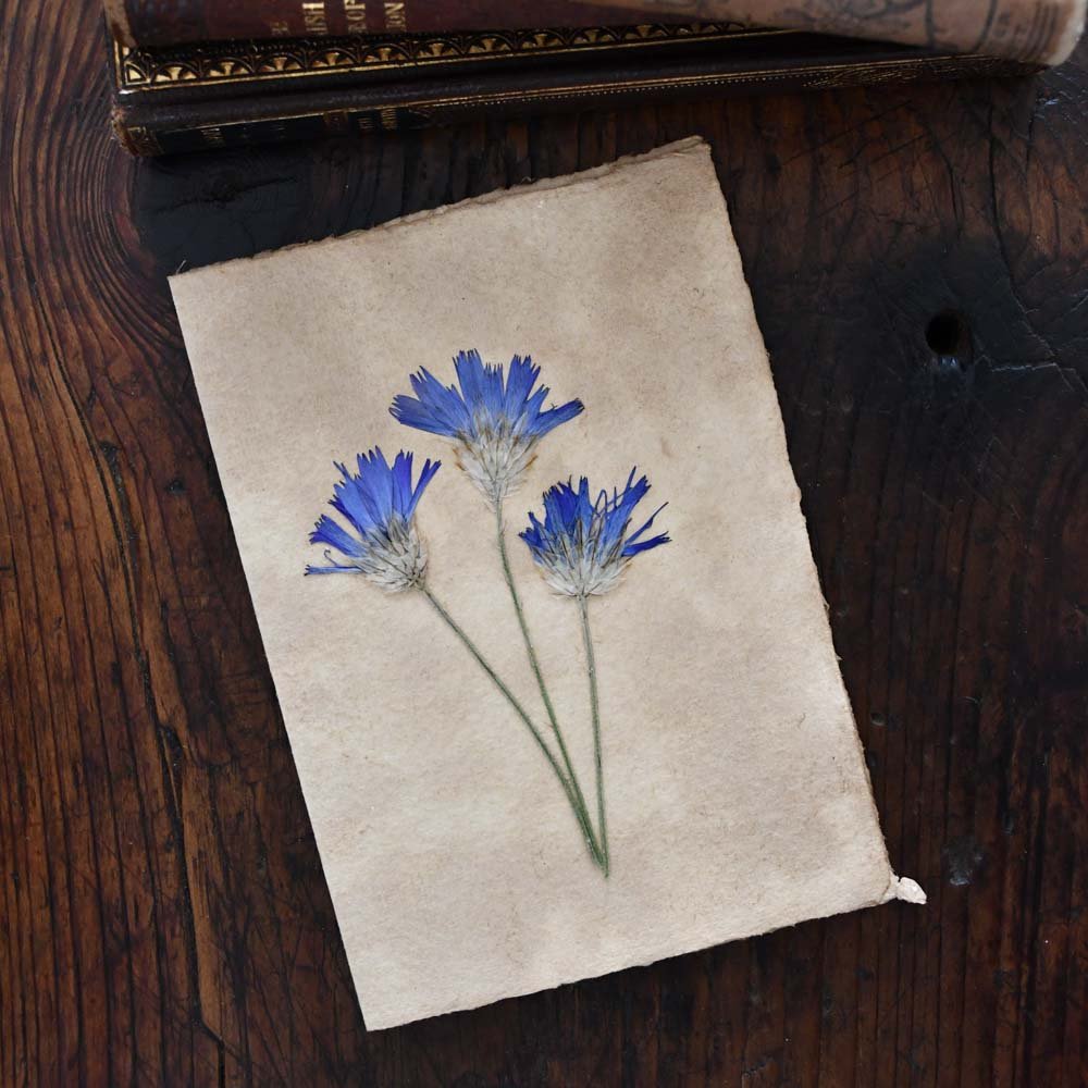 Catananche~ Pressed Botanicals Card