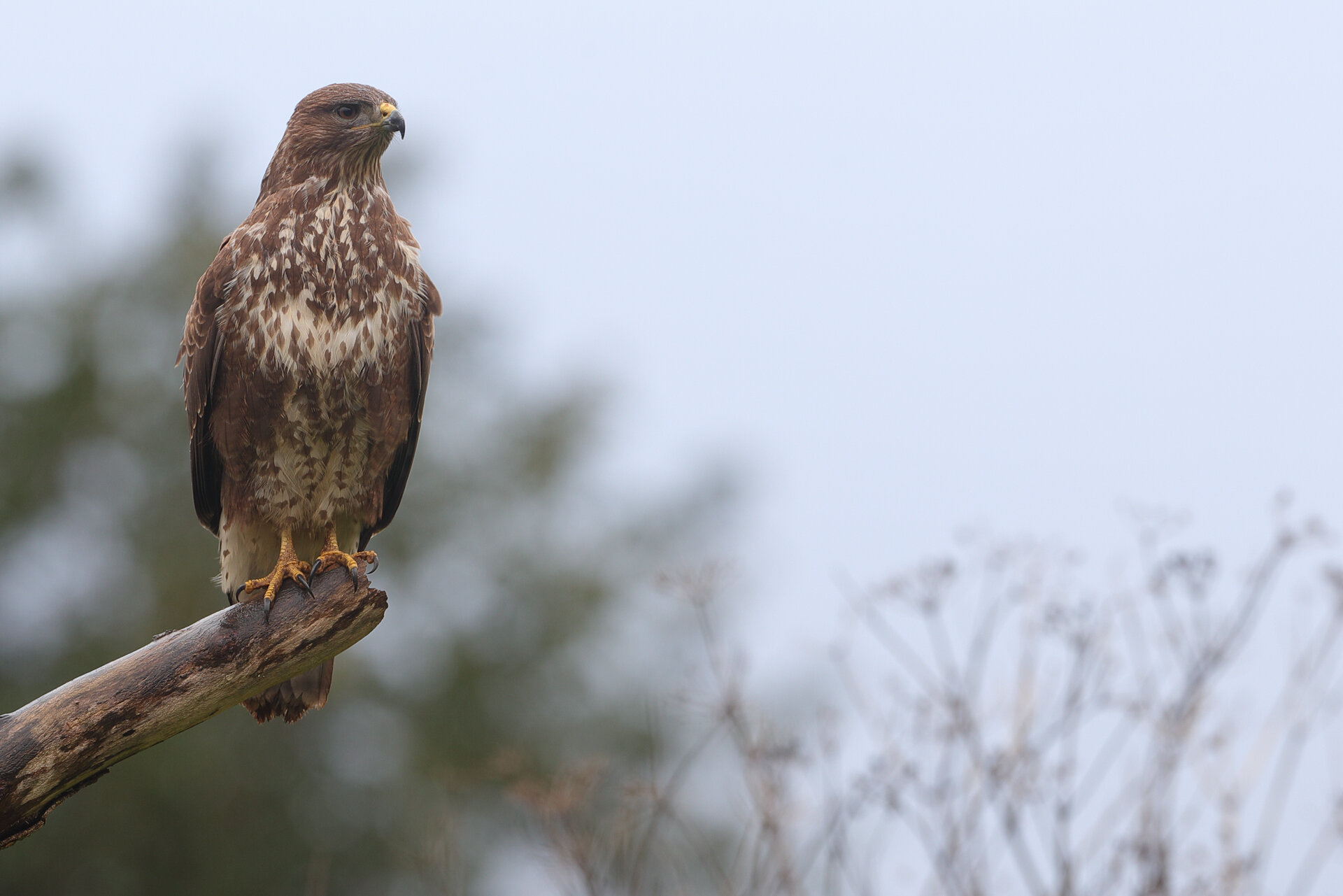 04 01 21 buzzard 28 1920.jpg