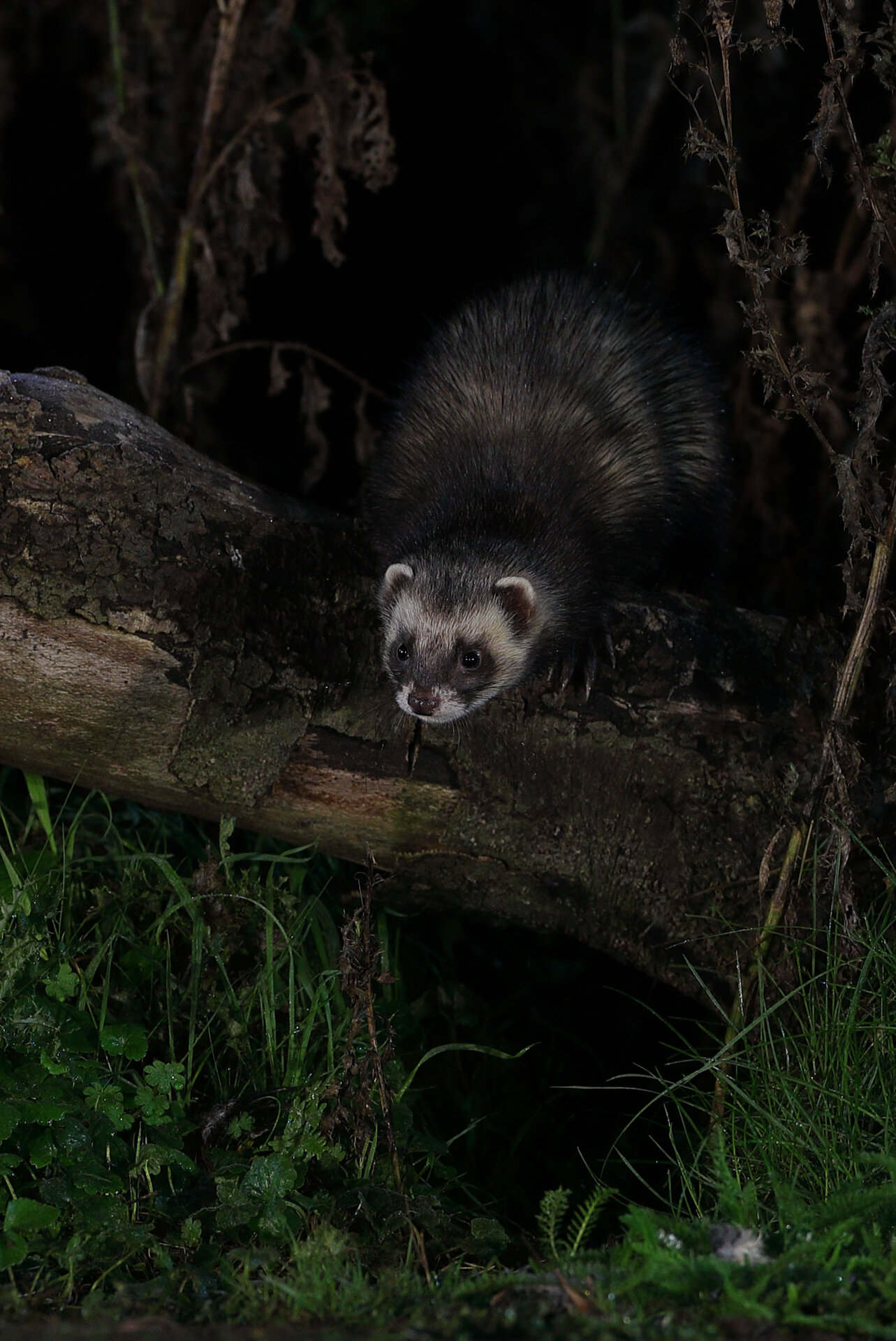 ELUSIVE POLECAT.jpg