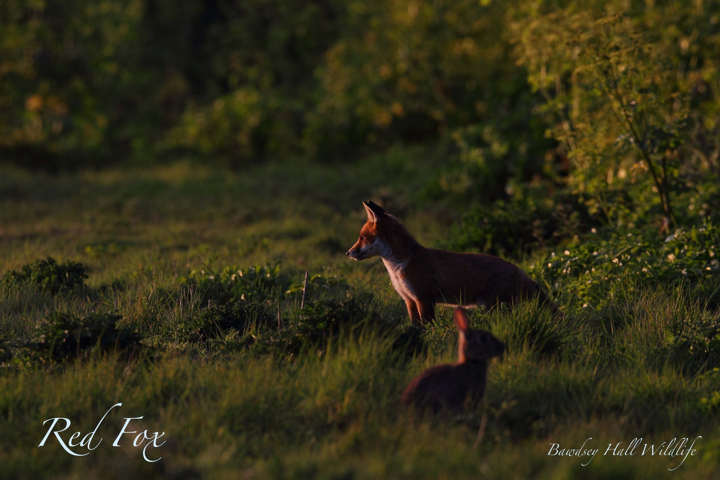 bawdsey red fox.jpg