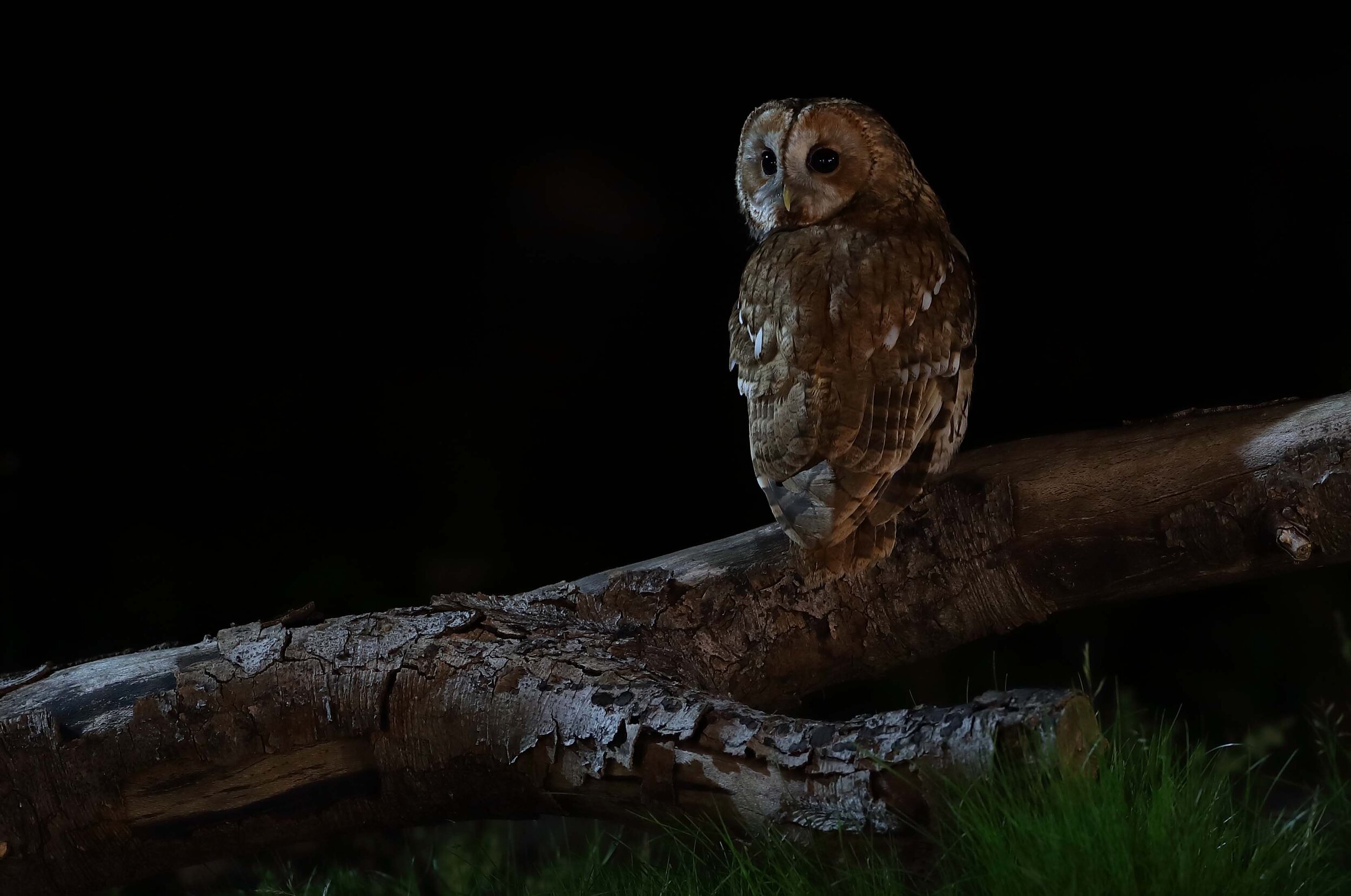 Badgers – muntjac – fallow deer – deer – otters – stoats - polecat – british wildlife – rare – polecat photography – all night photography sessions – moths – tawny owls – little owls – photography – hide hire – bats – fox – hedgehogs – roe deer – red deer – yellow necked mouse – polecat – heron – buzzard – kingfisher – otters – heron - Hide hire – photography – wildlife photography – Suffolk, uk – wildlife hides – wildlife hide – wildlife photography - portrait - photograph – nature photos – photography courses – photography workshops – hides – wildlife watchingBAWDSEY HALL - Suffolk getaway – accommodation - romantic getaway - spiritual retreat - bed and breakfast - B&amp;B in Suffolk – History - Historical building - historical location - luxury hotel - no extra charge for single travellers - eco-friendly - wildlife retreat -wildlife haven - wilderness reserve - top rated b&amp;b- top rated B&amp;B in Suffolk -lodging -private-luxury- free parking – quiet – countryside - countryside retreat - Suffolk wildlife - wildlife breaks -short breaks -weekend getaway – Britain - uk uk break - discover the delights of nature - take some time off - best wildlife holidays - wildlife watching - extensive ground -Suffolk coast – picturesque – garden - recommended walks – tranquillity - garden views -peace and quiet - surrounded by open countryside - unique b&amp;b - nestled in the beautiful countryside of Suffolk - large comfortable beds