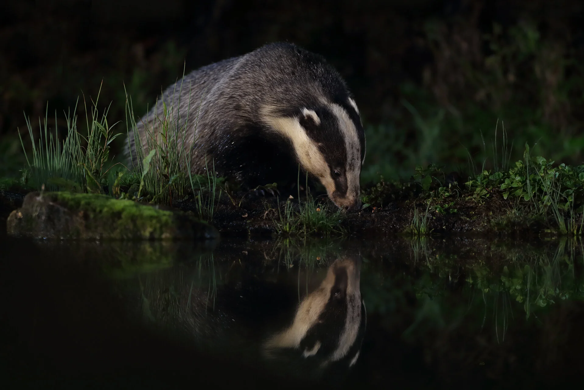 Badgers – muntjac – fallow deer – deer – otters – stoats - polecat – british wildlife – rare – polecat photography – all night photography sessions – moths – tawny owls – little owls – photography – hide hire – bats – fox – hedgehogs – roe deer – re…