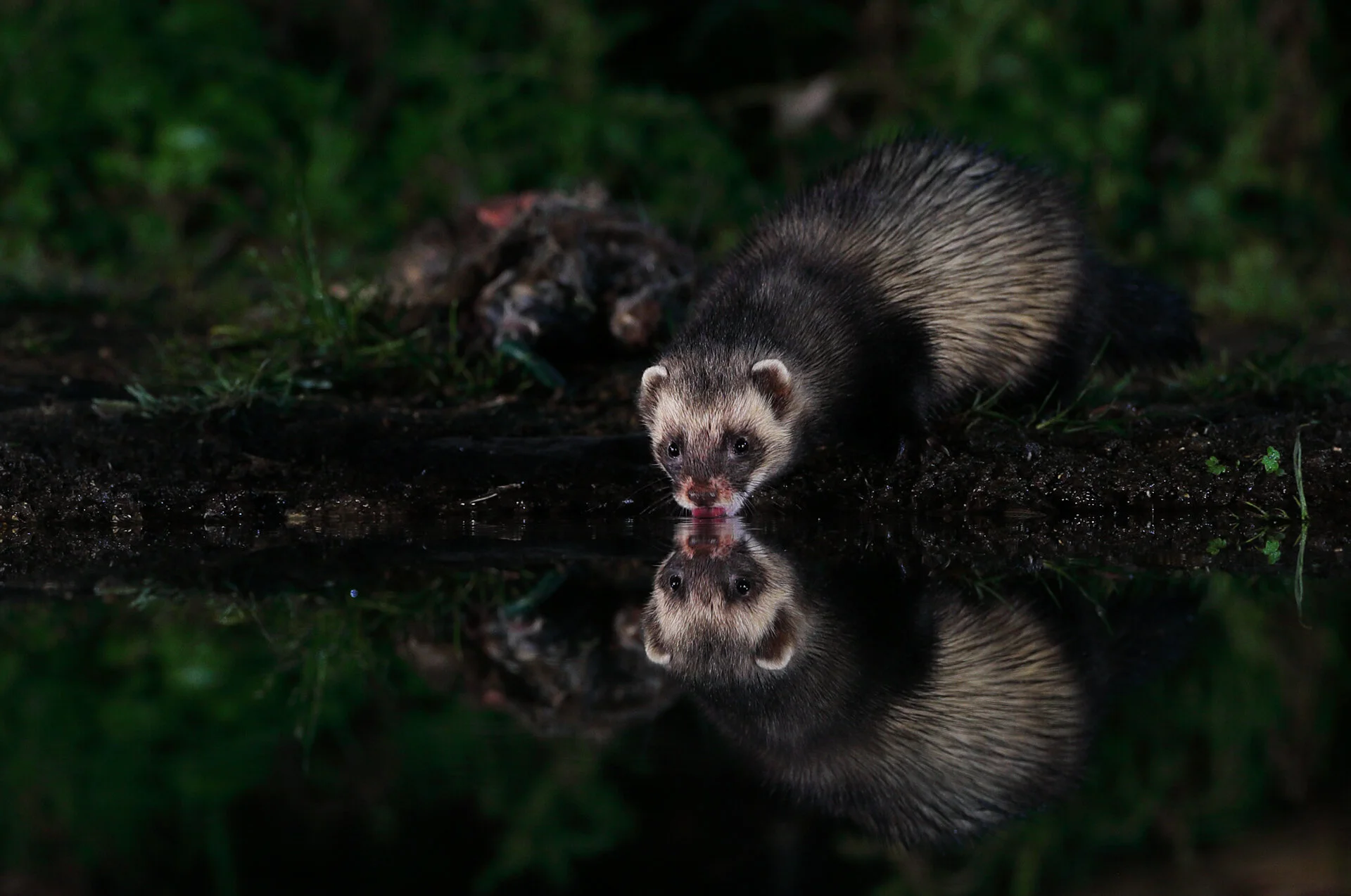Badgers – muntjac – fallow deer – deer – otters – stoats - polecat – british wildlife – rare – polecat photography – all night photography sessions – moths – tawny owls – little owls – photography – hide hire – bats – fox – hedgehogs – roe deer – re…