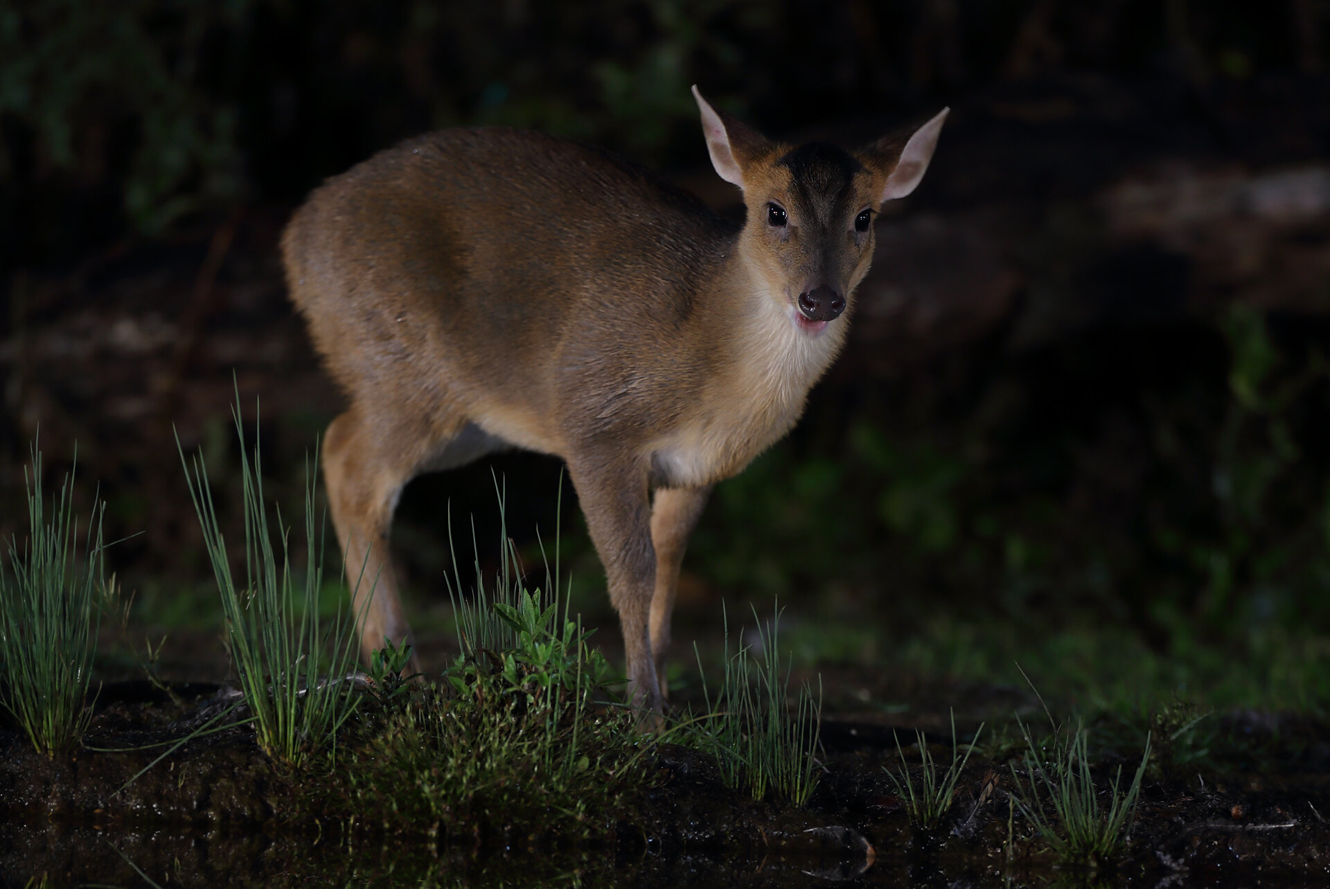 2 MUNTJAC.jpg