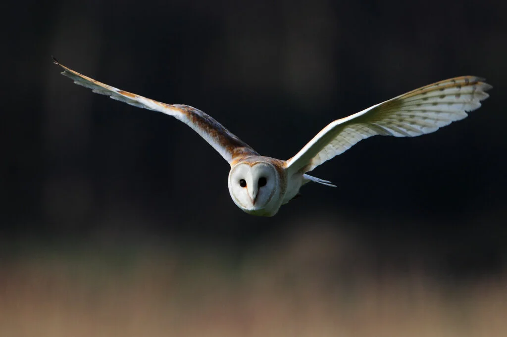 BARN OWL  copy.jpg