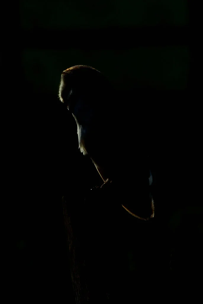 BARN OWL SILHOUETTE copy.jpg