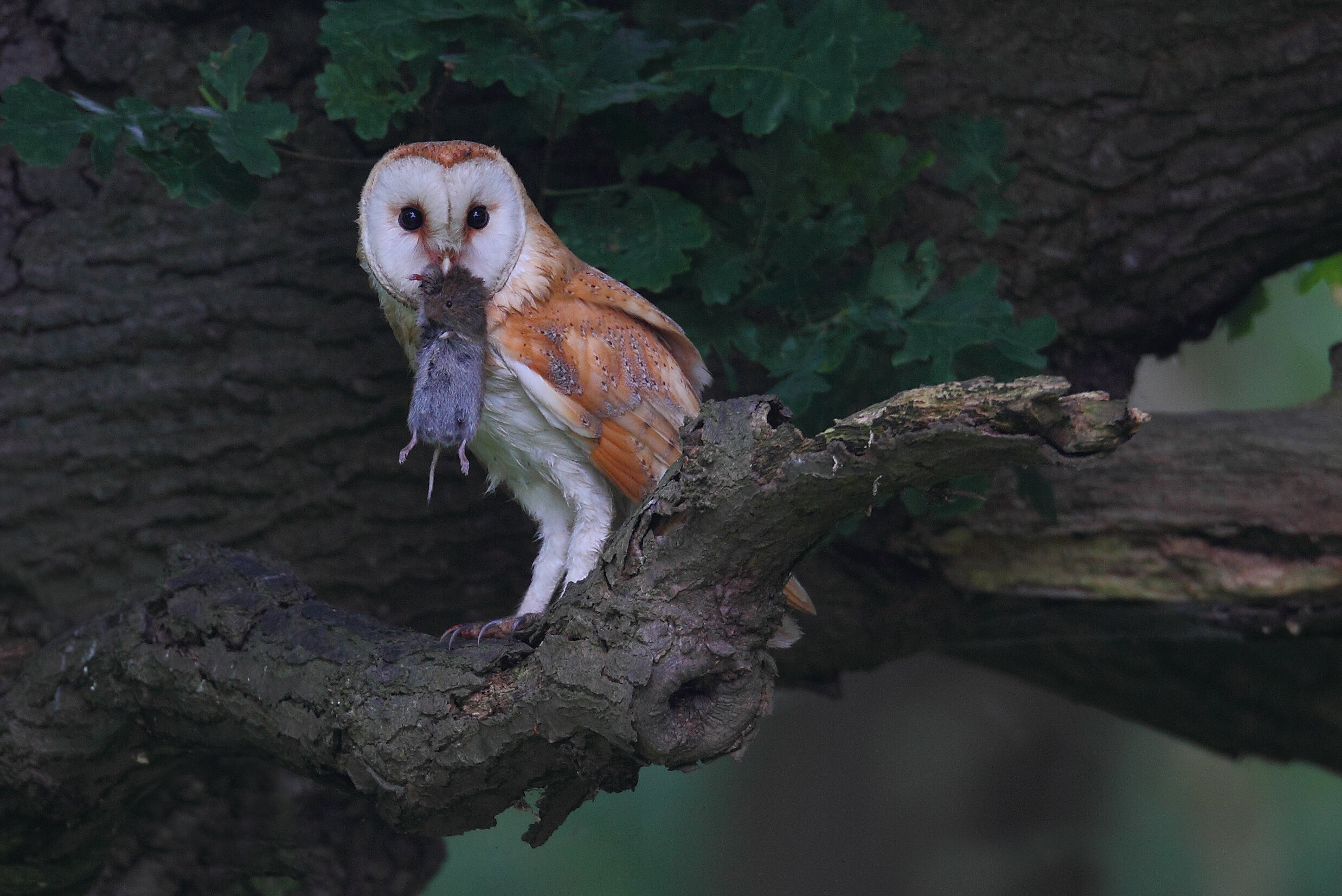 Barn Owl with vole copy.jpg