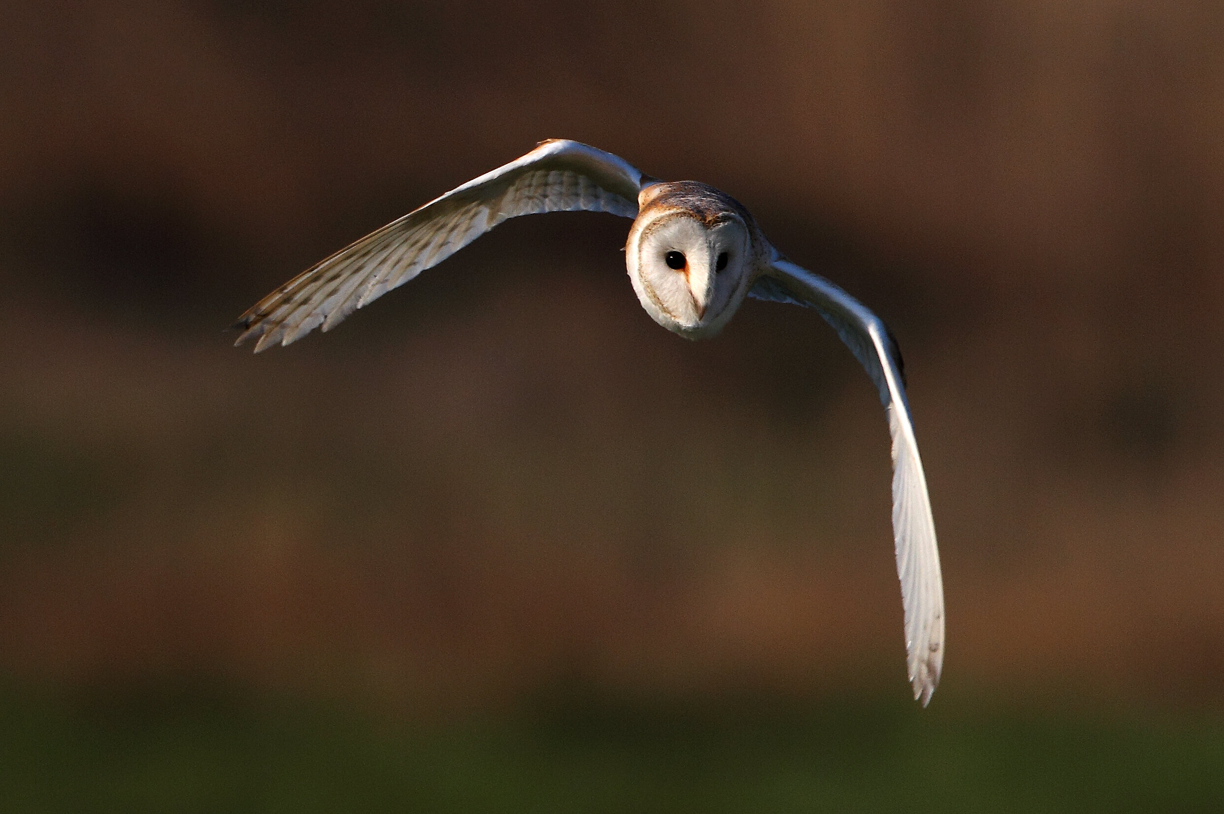 12 4 16 BARN OWL 03.jpg