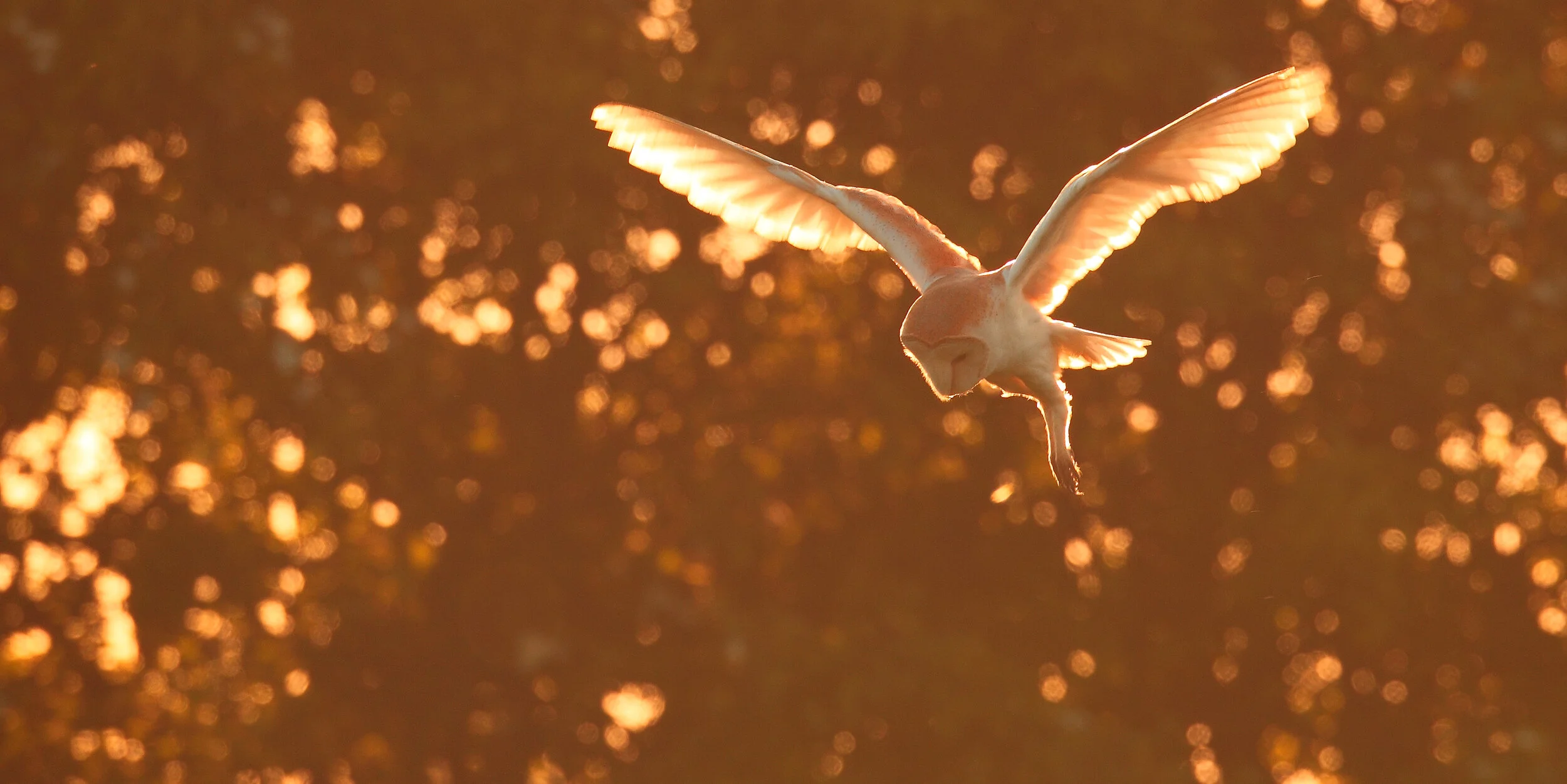 BARN OWL 2.1_edited-3.jpg