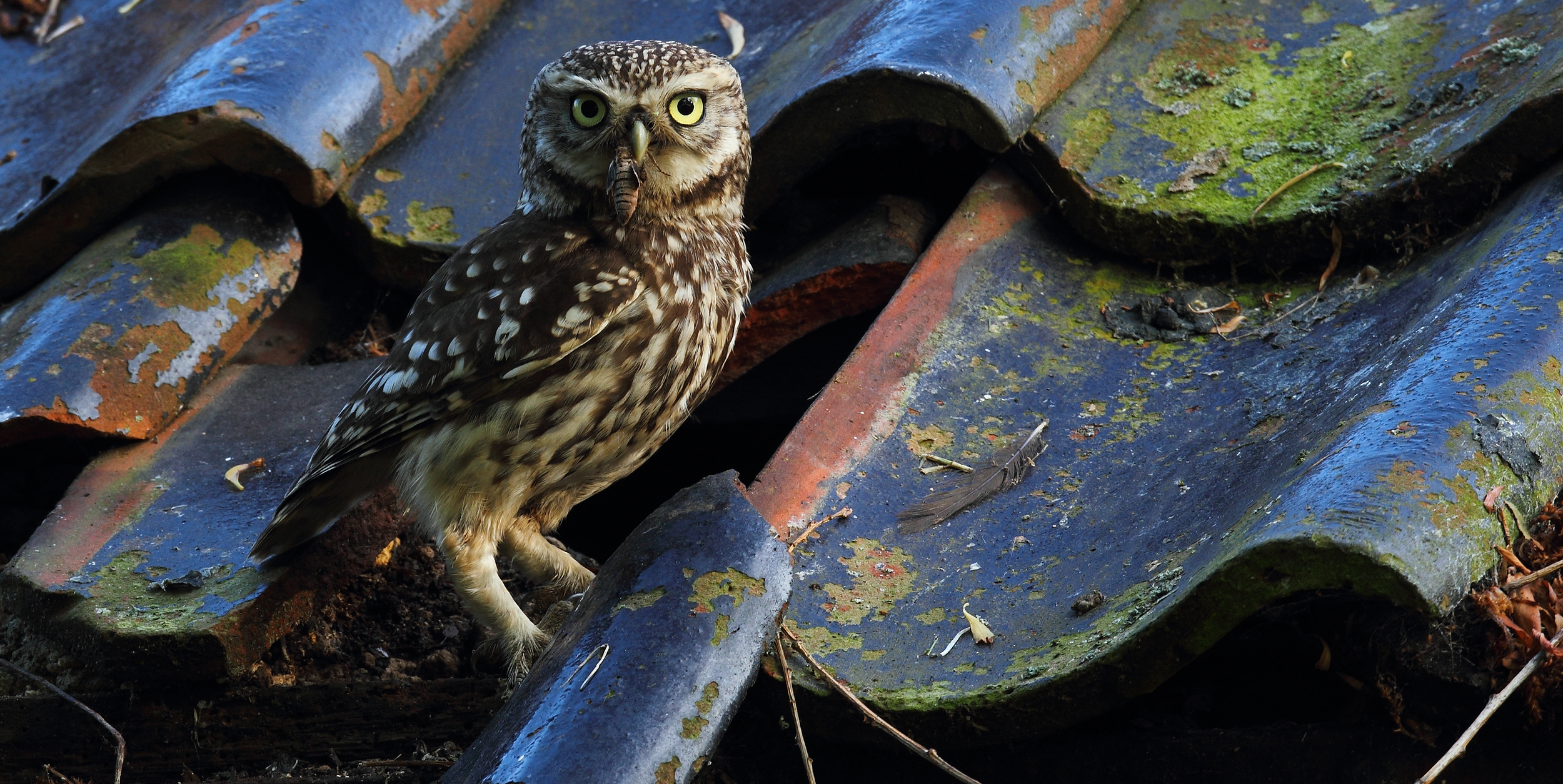 LITTLE OWL 2.1_edited-3.png
