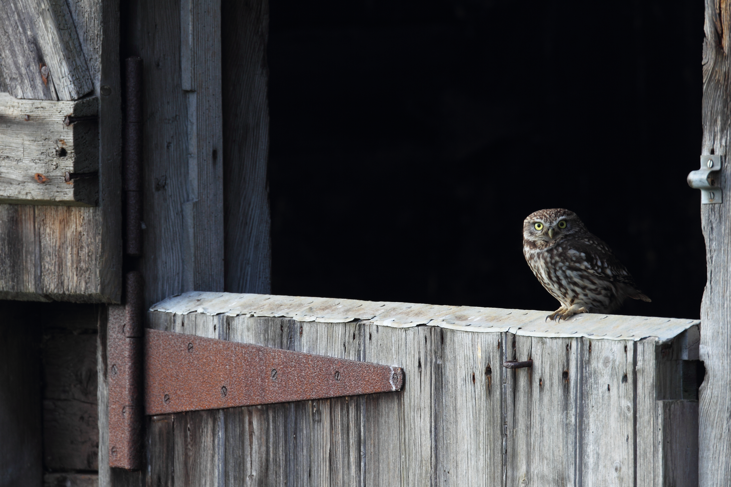 LITTLE OWL 26 2 12.png