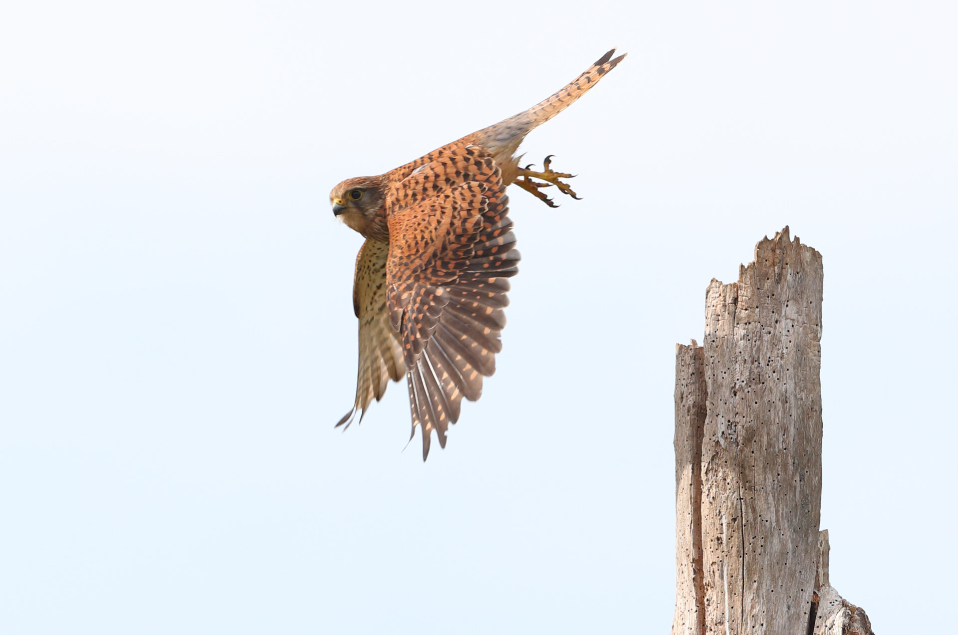 13 GALLERY KESTREL.jpg