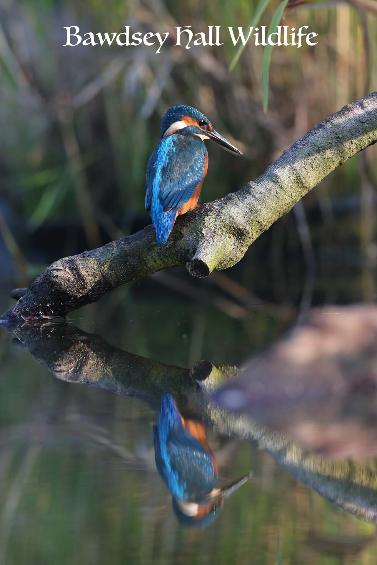 kingfisher  1.jpg