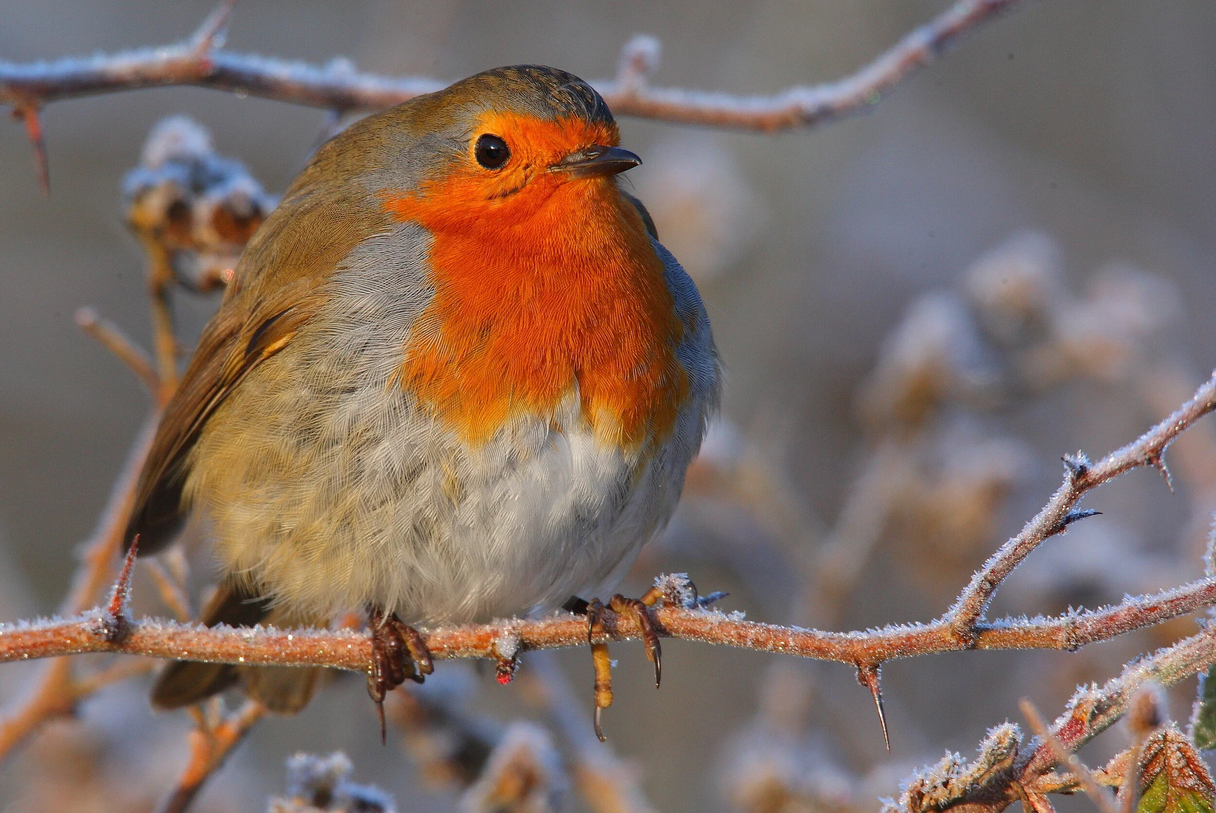 WEBSITE WILDLIFE0029 copy.JPG