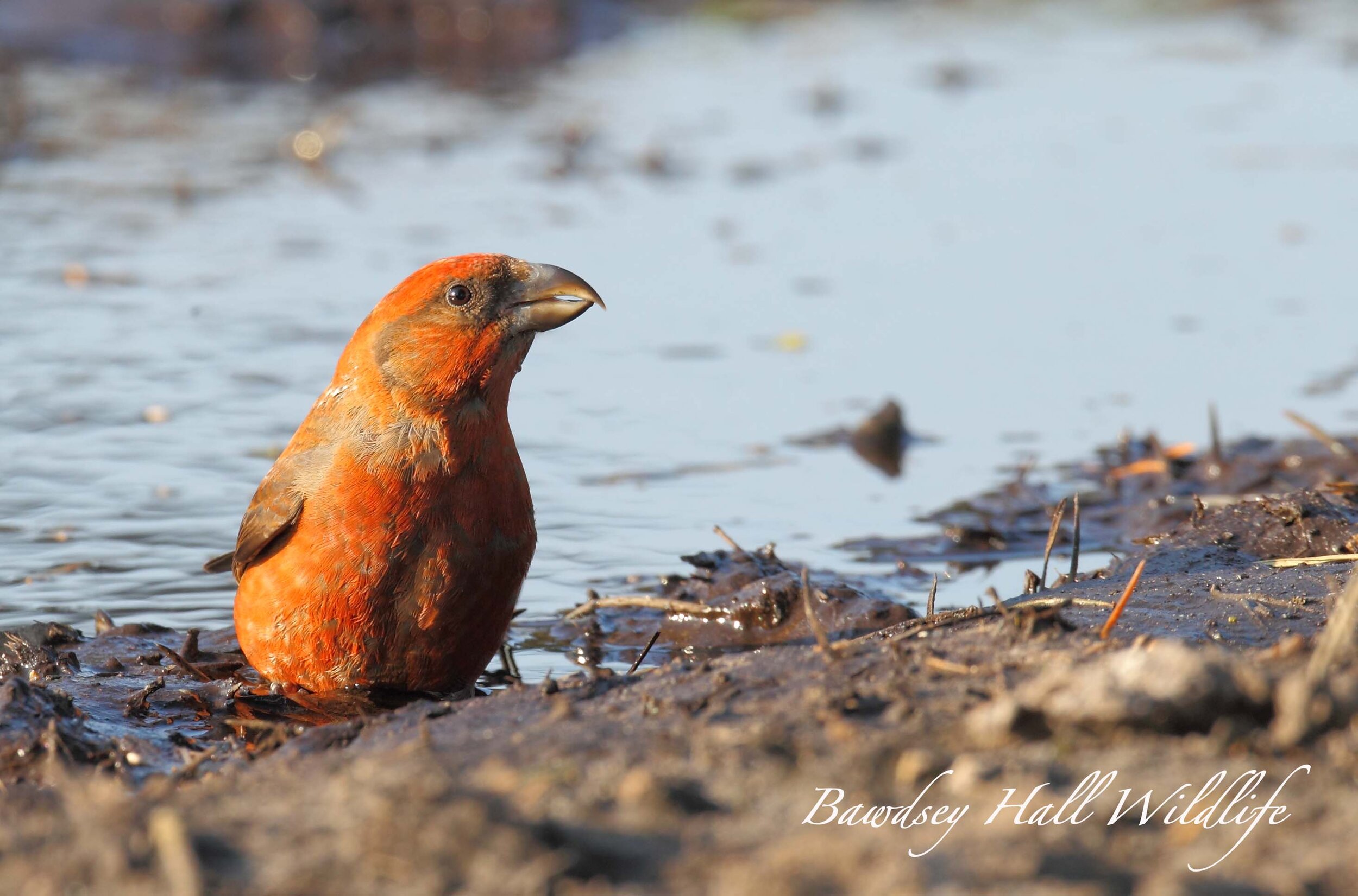 CROSSBILL 1 5 13_edited-1.jpg