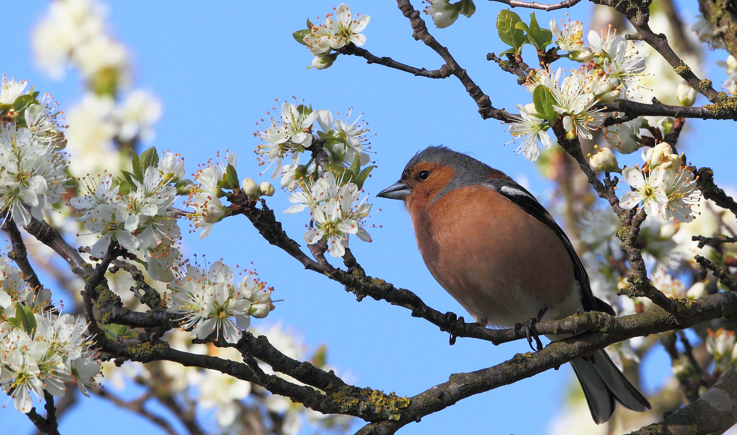 19 04 15 CHAFFINCH 3_edited-1 copy.png