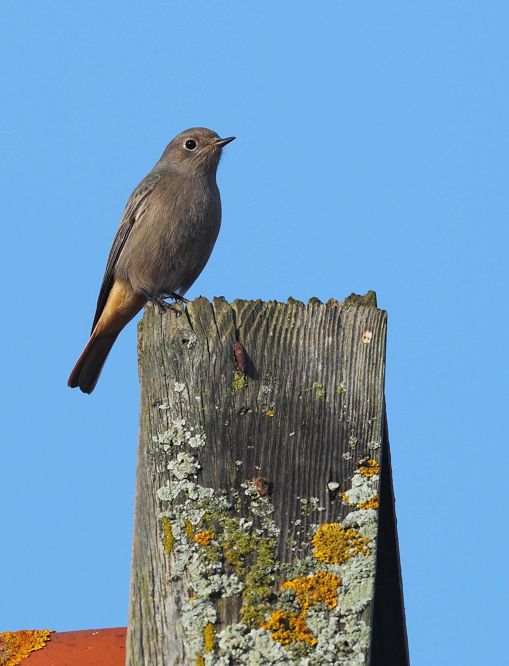 BLACK REDSTART 1 23 10 11_edited-1.png