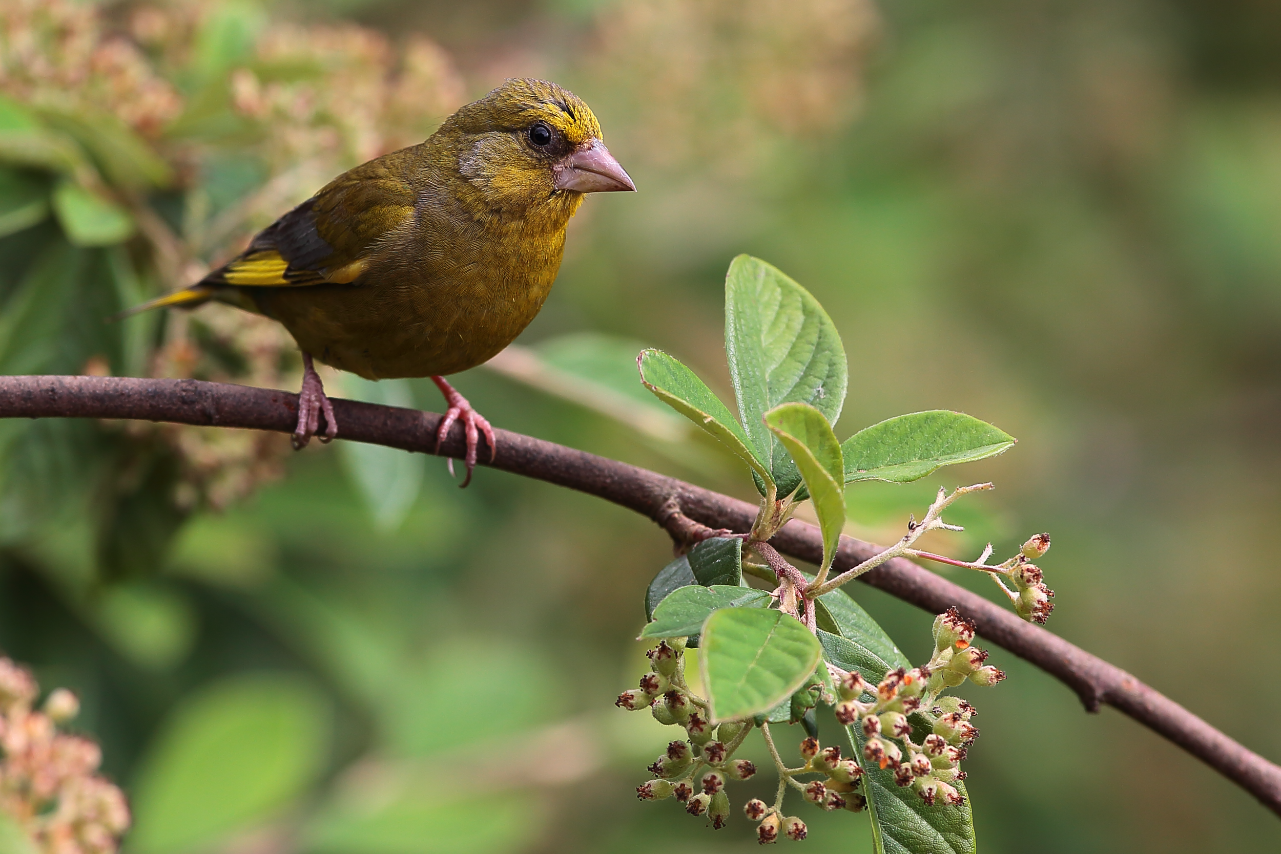 29 7 16 GREENFINCH 1.png