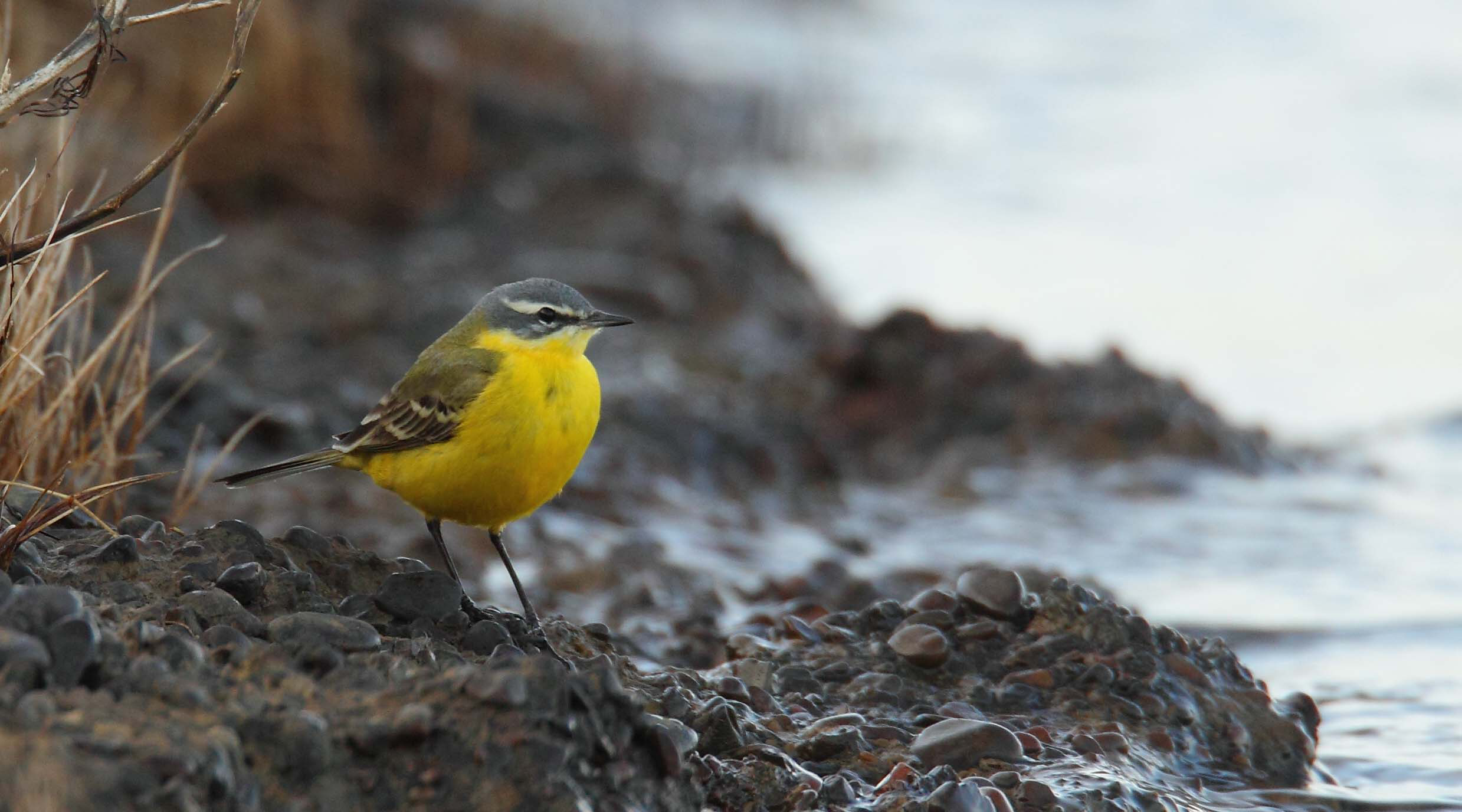 BLUE HEADED WAGTAIL 2 17 4 13_edited-1.png