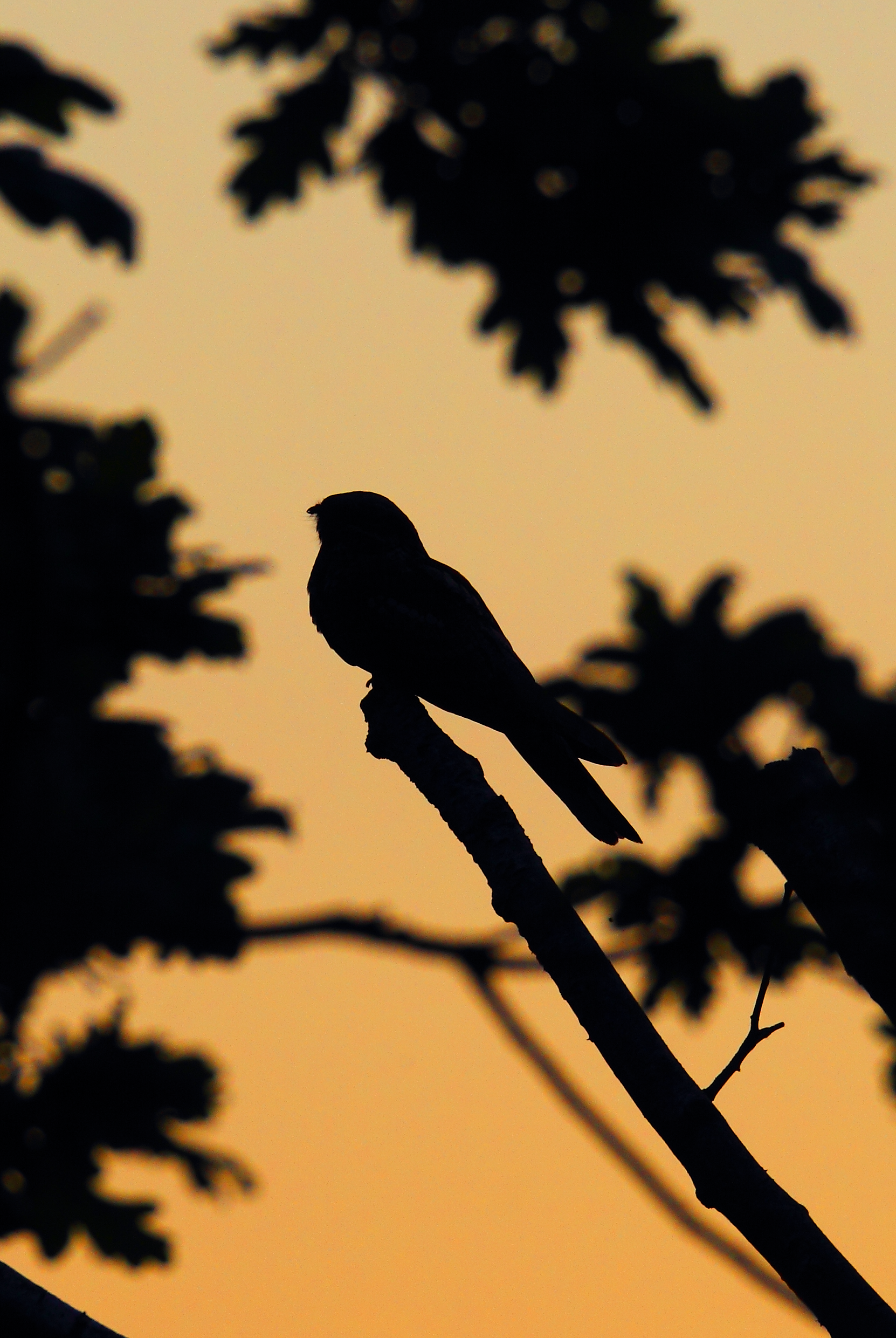 NIGHTJAR_edited-1.png
