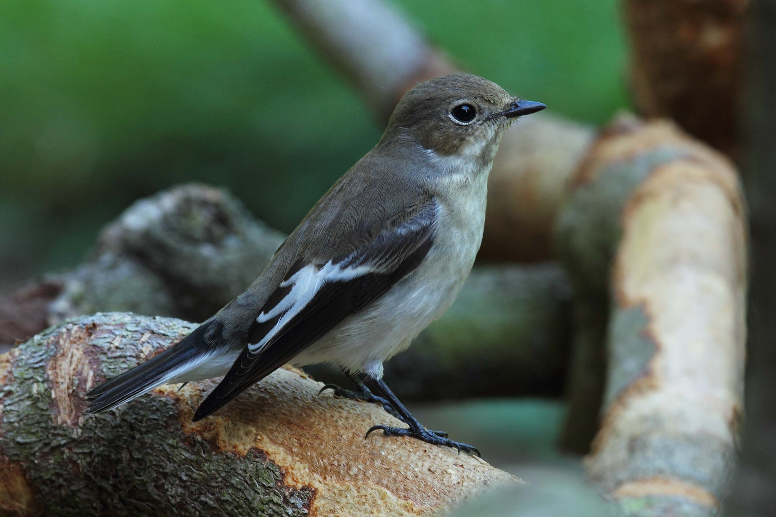 PIED FLYCATCHER 1 23 8 12_edited-1.png