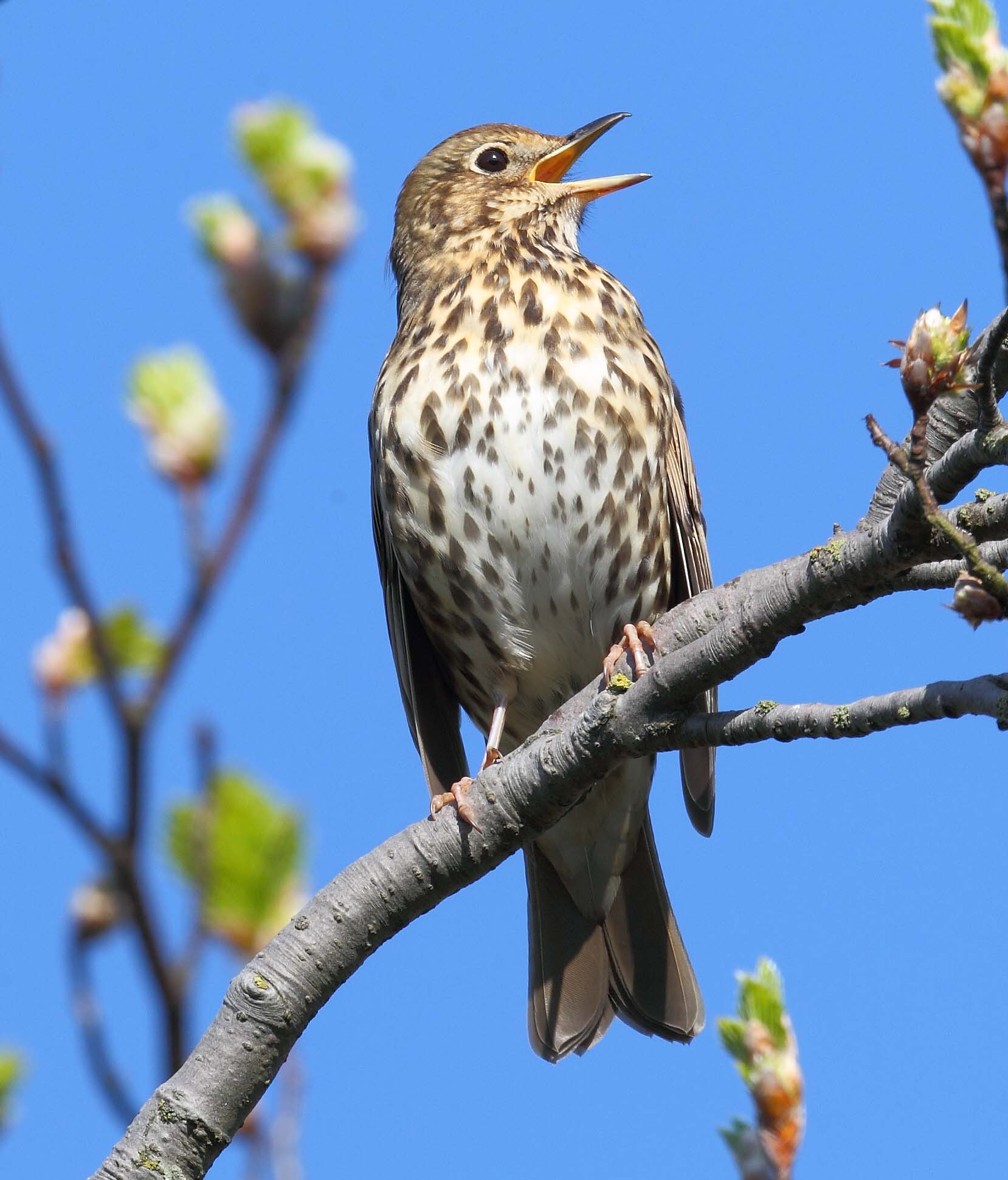 SONG THRUSH 6 5 13_edited-1.png