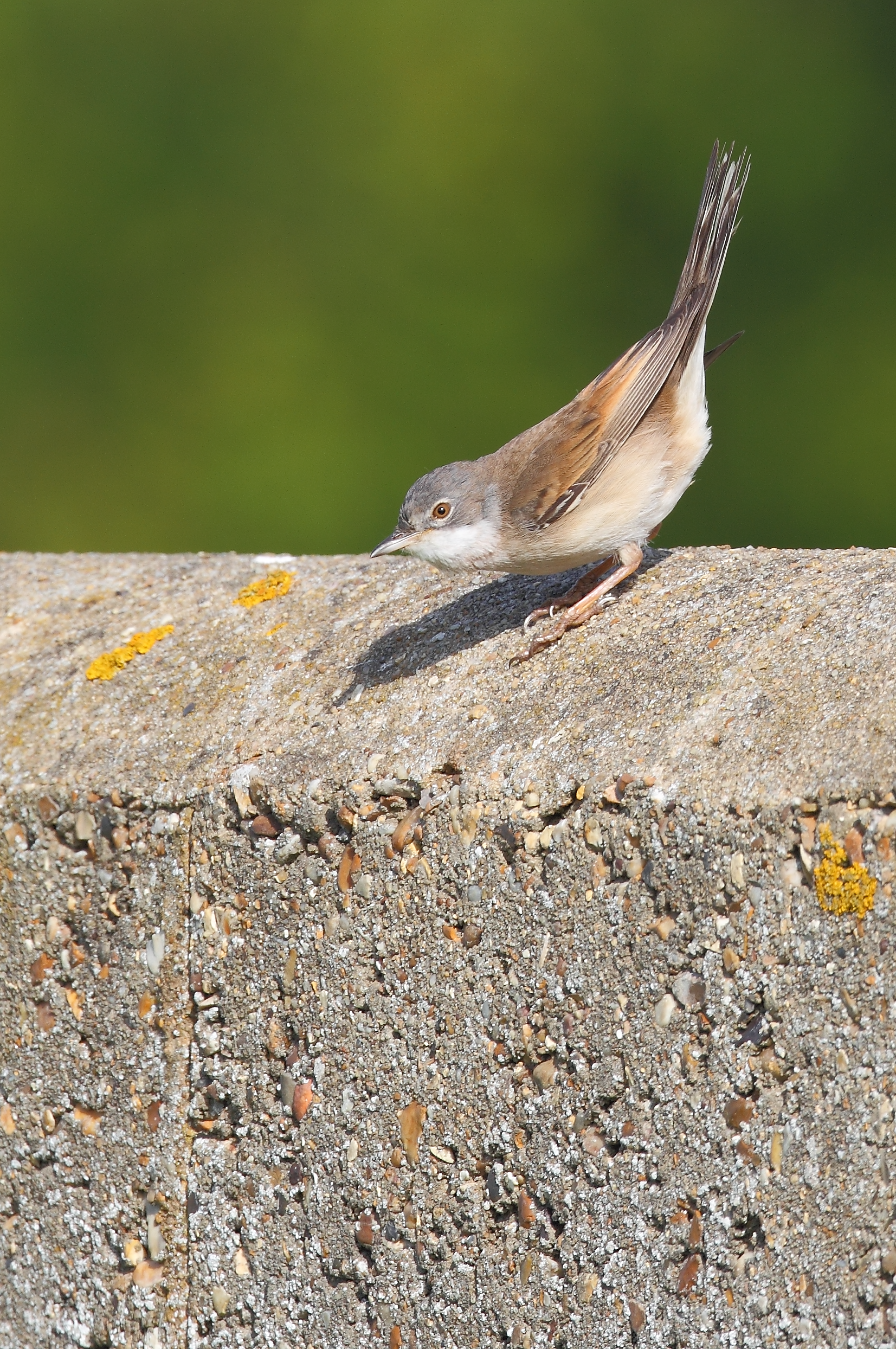 whitethroat copy.png