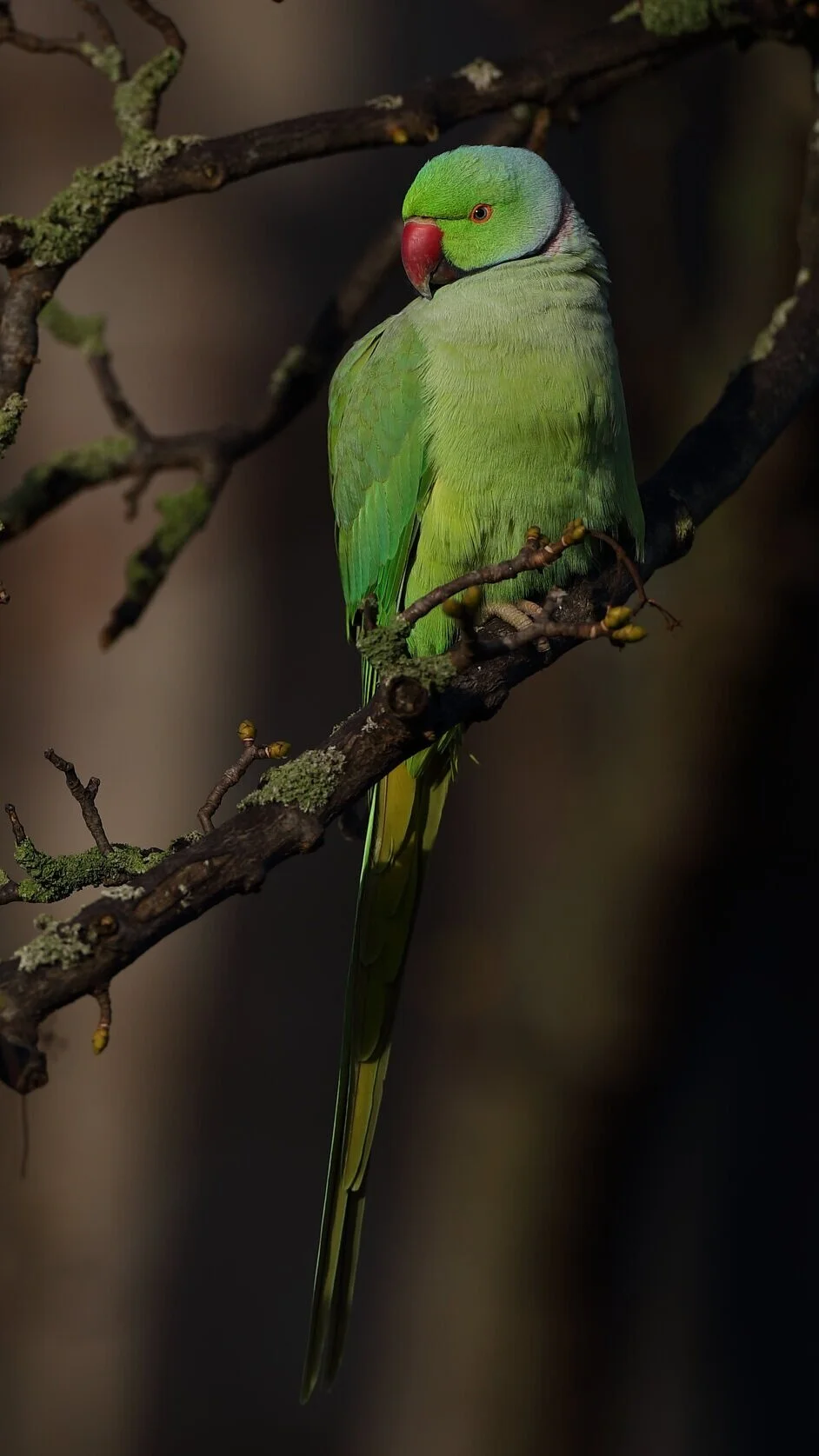 RINGNECK+1+18+12+19_edited-1.jpg