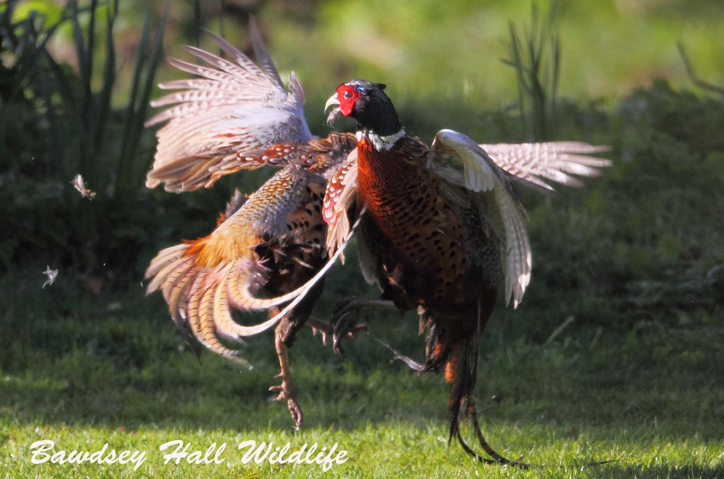30 3 16 PHEASENTS 03_edited-1.jpg